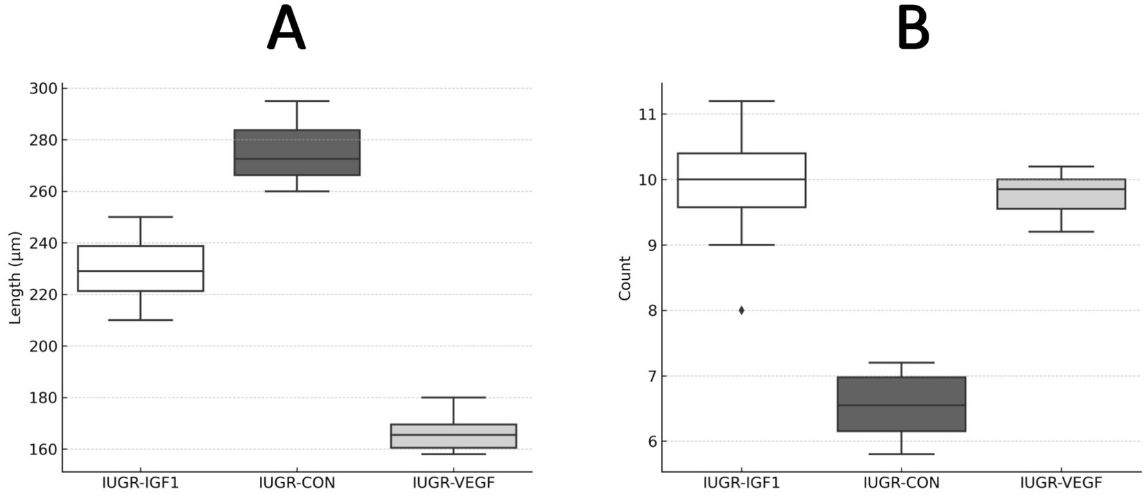 Two box plots labeled A and B compare IUGR-IGF1, IUGR-CON, and IUGR-VEGF groups. Plot A shows length in micrometers, with IUGR-IGF1 and IUGR-CON having higher values than IUGR-VEGF. Plot B displays count, with IUGR-IGF1 and IUGR-CON showing higher values compared to IUGR-VEGF.