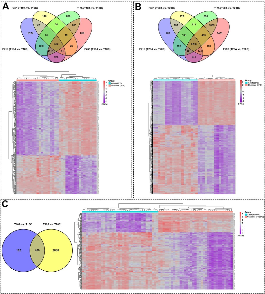 Panel A shows a Venn diagram with four overlapping sets, highlighting gene expression data comparisons between F361, F175, F265, and F419 (T10A vs. T10C). Beneath is a heatmap displaying gene expression levels across different samples, with colors representing varying expression intensities. Panel B contains a similar Venn diagram for F361, F175, F292, and F419 (T20A vs. T20C), accompanied by another heatmap. Panel C features a Venn diagram comparing T10A vs. T10C and T20A vs. T20C, along with a corresponding heatmap. Each heatmap uses color-coding to represent expression levels, with a key indicating groups and expression intensity.