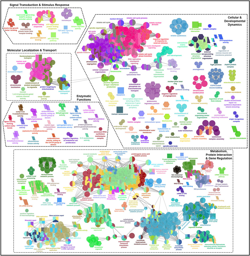 Diagram of various cellular functions and processes organized into sections such as Signal Transduction and Stimulus Response, Molecular Localization and Transport, Cellular and Developmental Dynamics, Enzymatic Functions, and Metabolism, Protein Interaction, and Gene Regulation. Each section contains clusters of labeled colorful shapes representing different biological processes and pathways, interconnected by lines indicating relationships. The vibrant colors and varied shapes differentiate various cellular activities.