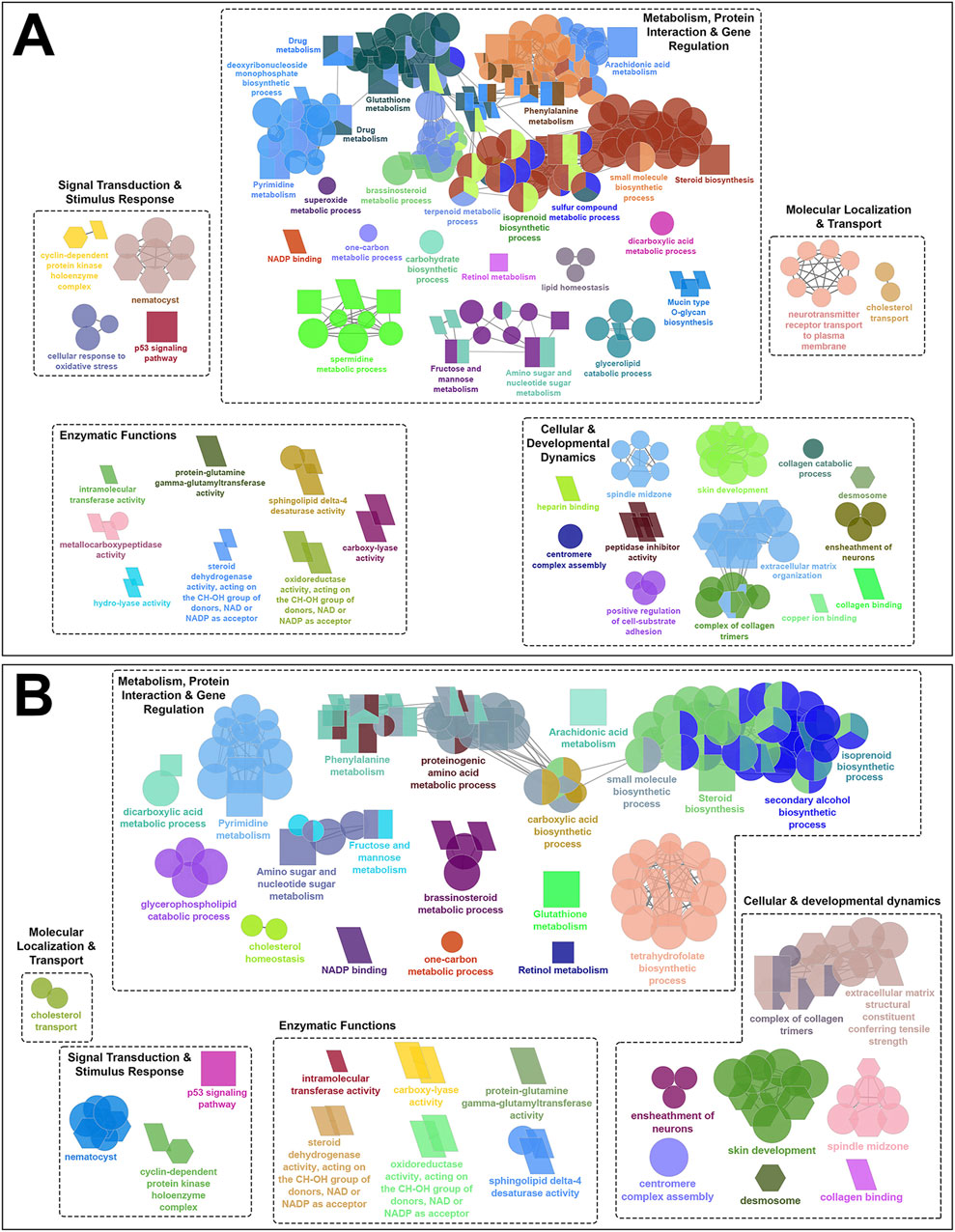 Diagram featuring groups of interconnected circles and bars, each labeled with biological processes. Section A includes categories like signal transduction, enzymatic functions, and cellular dynamics. Section B presents metabolism, molecular transport, and stimulus response, with overlapping labels and color-coded patterns.