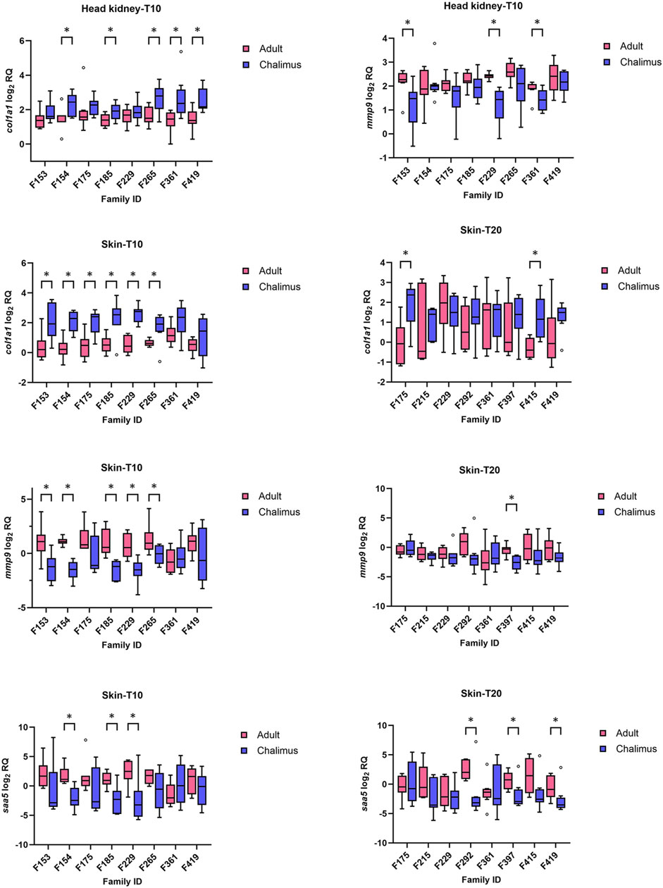 Box plots illustrate gene expression levels across different Family IDs, categorized by developmental stages: Adult and Chalimus. Head kidney (T10) shows expression for col1a1 and mmp9, while Skin (T10 and T20) shows col1a1, mmp9, and saas expression. Pink represents Adults, and blue represents Chalimus. Asterisks indicate significant differences.