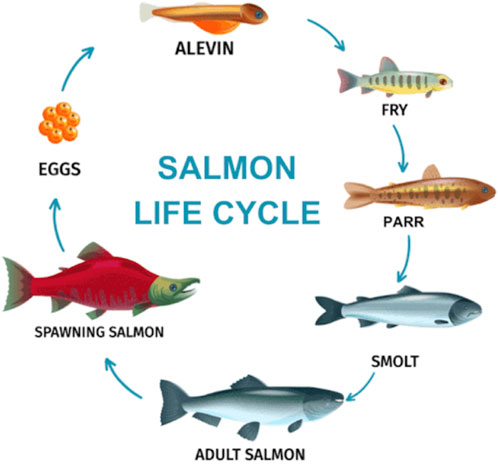 Diagram of the salmon life cycle featuring stages: eggs, alevin, fry, parr, smolt, adult salmon, and spawning salmon, arranged in a circular flow with arrows indicating progression from one stage to the next.