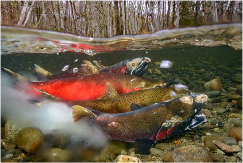 Underwater view of several sockeye salmon swimming over a rocky riverbed. The fish display bright red bodies with greenish heads. Bubbles and ripples are visible on the water's surface.