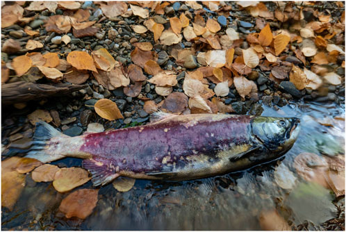 A dead salmon lies on pebbles and fallen autumn leaves near the edge of a shallow stream. The fish's body shows a mix of reddish-pink and faded colors.