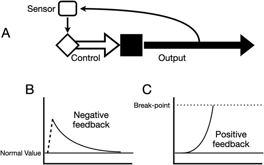 Diagram illustrating feedback mechanisms. Panel A shows a feedback loop with a sensor, control, and output. Panel B graph shows negative feedback returning to normal value. Panel C graph displays positive feedback with a break-point where the line diverges upwards.