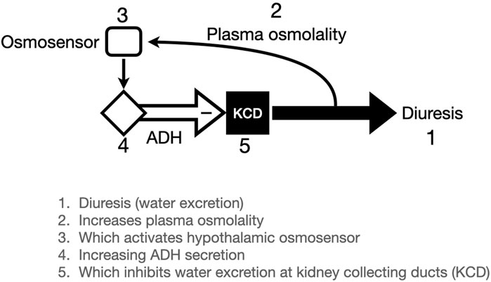 Flowchart illustrating the regulation of water excretion. It begins with diuresis, increasing plasma osmolality (2), activating the hypothalamic osmosensor (3), which boosts ADH secretion (4). ADH inhibits water excretion at kidney collecting ducts (KCD), reducing diuresis.