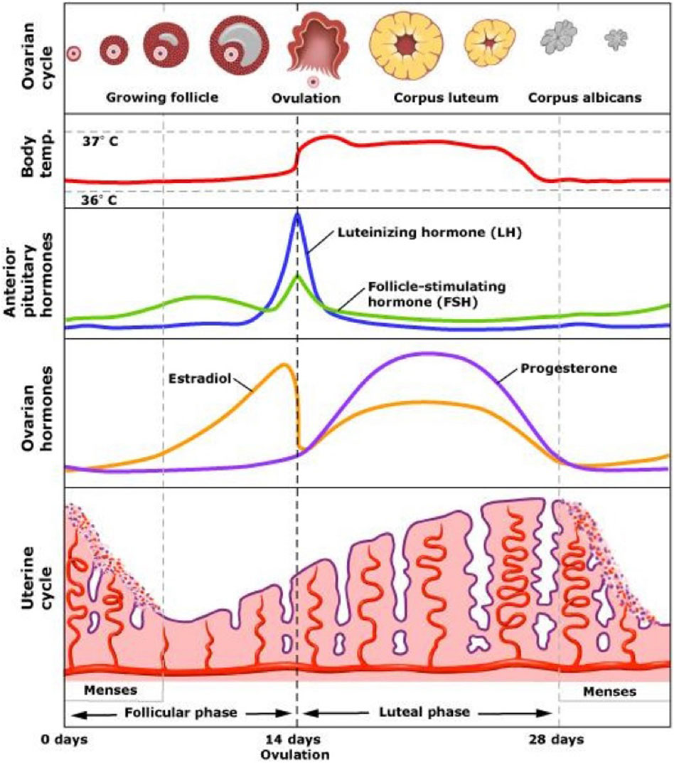 Diagram illustrating the menstrual cycle over 28 days, detailing the ovarian cycle, body temperature, hormone levels, and uterine changes. It shows the rise and fall of luteinizing hormone, follicle-stimulating hormone, estradiol, and progesterone. Body temperature slightly increases around ovulation. The cycle is divided into follicular, ovulation, and luteal phases. The uterine lining thickens and sheds during menses, depicted at cycle start and end.