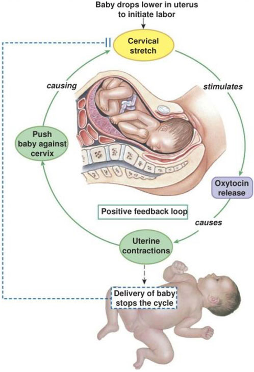 Diagram illustrating the positive feedback loop during labor. It shows the baby dropping lower in the uterus, causing cervical stretch. This stimulates oxytocin release, which leads to uterine contractions. These contractions push the baby against the cervix, continuing the cycle. The delivery of the baby ultimately stops the cycle.