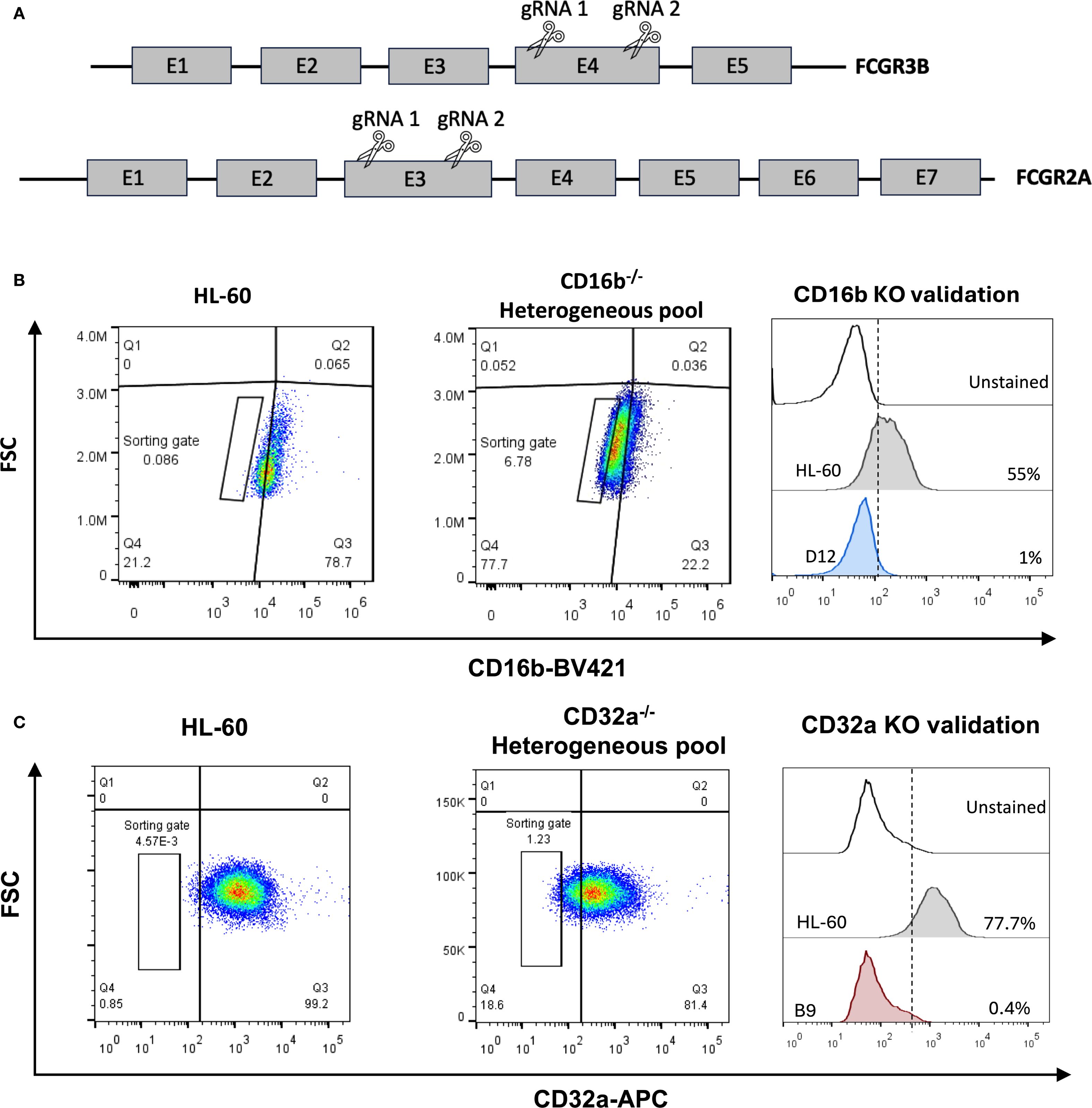 Diagram and flow cytometry plots analyzing CRISPR-Cas9 gene editing on HL-60 cells. Panel A shows gene structures of FCGR3B and FCGR2A, with gRNA locations. Panels B and C display flow cytometry data: left plots depict unedited HL-60 cells, middle plots show edited heterogeneous pools (CD16b and CD32a knockouts), and right plots validate knockout efficiency compared to unstained and control samples. Axes are labeled for FSC and markers CD16b-BV421 and CD32a-APC.