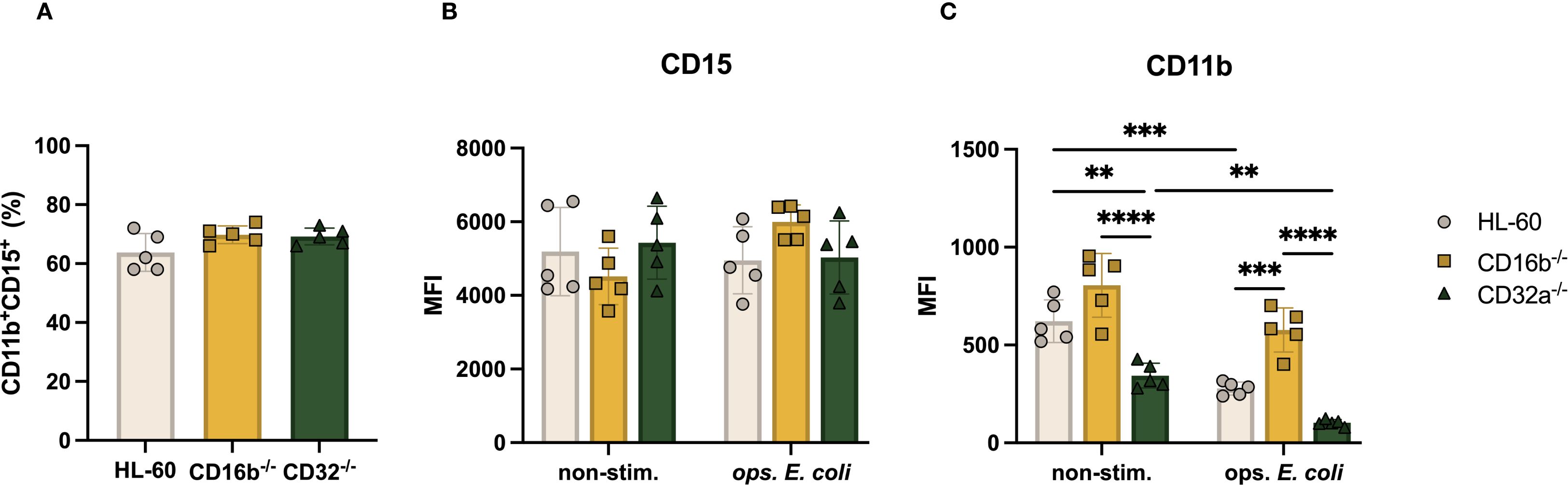 Bar graphs display data comparisons among three cell types: HL-60, CD16b-/-, and CD32a-/-. Graph A shows CD11b+CD15+ percentage, while B and C illustrate mean fluorescence intensity (MFI) for CD15 and CD11b, respectively. Different stimulations are labeled 'non-stim.' and 'ops. E. coli'. Statistical significance is marked with asterisks, indicating varying levels of difference in the data.