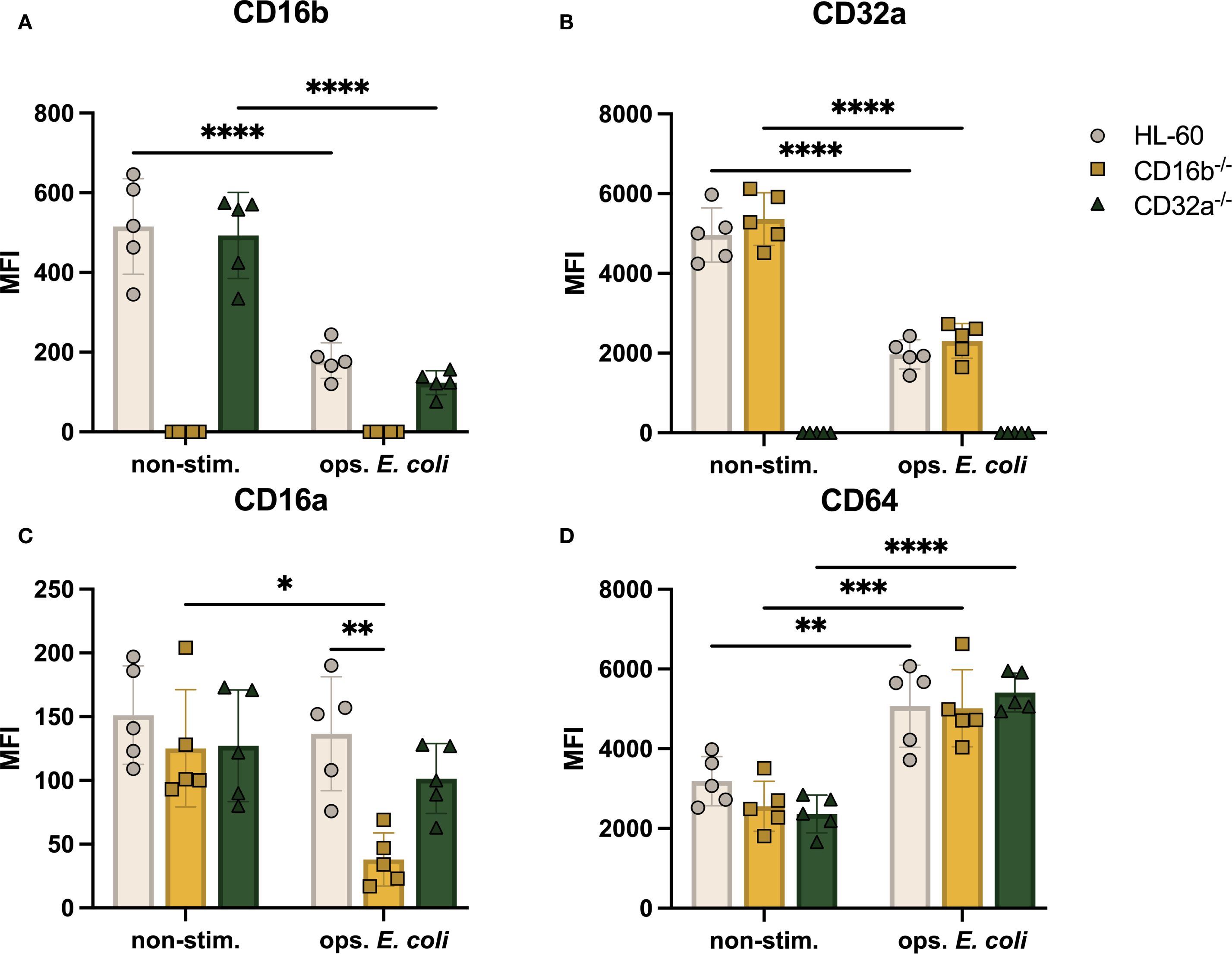 Bar graphs titled CD16b, CD32a, CD16a, and CD64 display mean fluorescence intensities (MFI) for HL-60, CD16b-/-, and CD32a-/- groups.Comparisons under non-stimulated and opsonized E. coli conditions show signi!cantdifferences across the groups, denoted by asterisks indicating varying signi!cance levels.