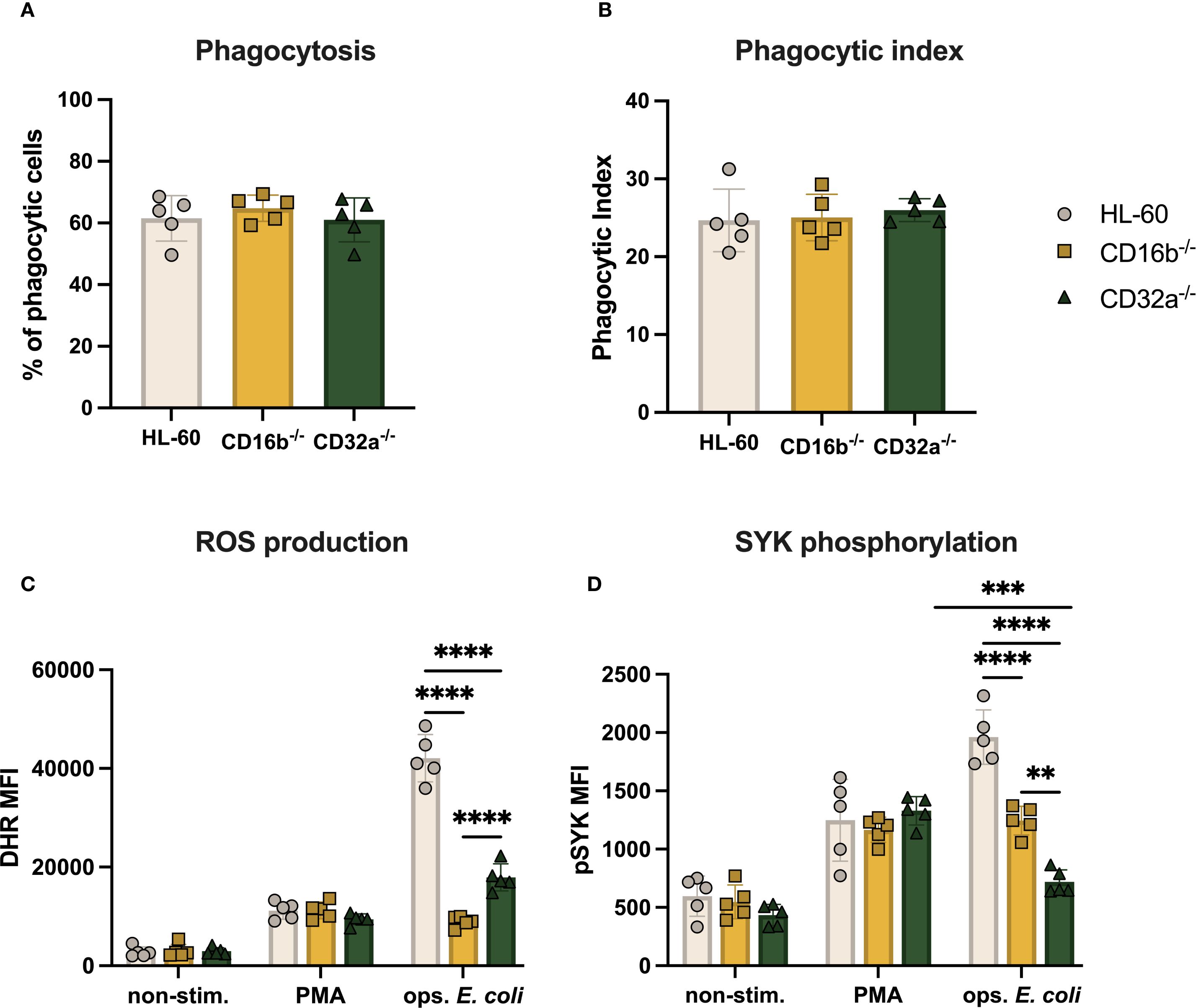 Bar graphs display data on phagocytosis, ROS production, and SYK phosphorylation from different cell groups: HL-60, CD16b-/-, and CD32a-/-. Graph A shows the percentage of phagocytic cells. Graph B indicates the phagocytic index. Graph C presents ROS production, with significant increases marked by asterisks. Graph D details SYK phosphorylation levels, also with noted significance. Each graph uses distinct symbols to differentiate between cell types.