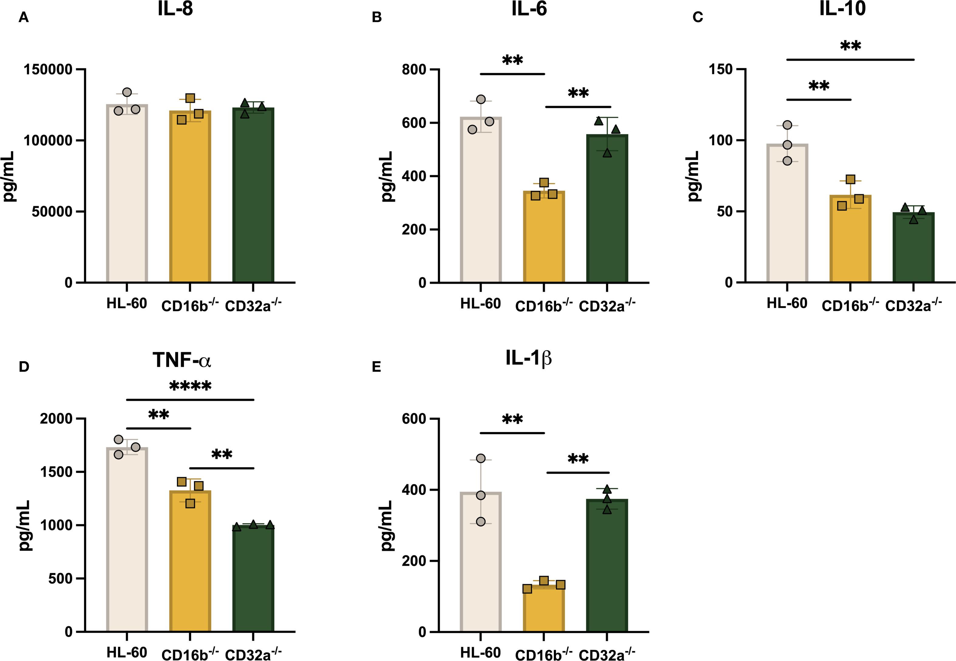 Bar charts show cytokine levels for IL-8, IL-6, IL-10, TNF-α, and IL-1β in HL-60, CD16b−/−, and CD32a−/− cell lines. IL-8 is consistent across groups. IL-6, IL-10, and IL-1β levels are significantly higher in CD32a−/−. TNF-α is significantly higher in HL-60 and CD16b−/−. Significance is marked by asterisks.