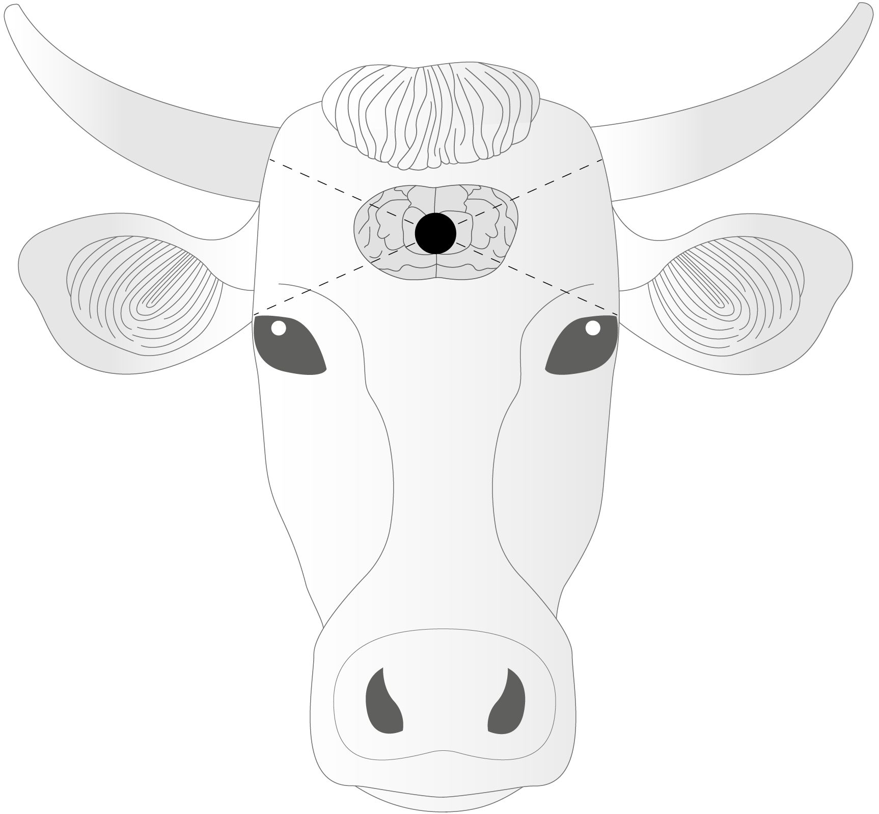Illustration of a cow's head with anatomical details. The brain is visible through a sectioned area on the forehead, with a black circle in its center, possibly indicating a specific focus or point of interest.
