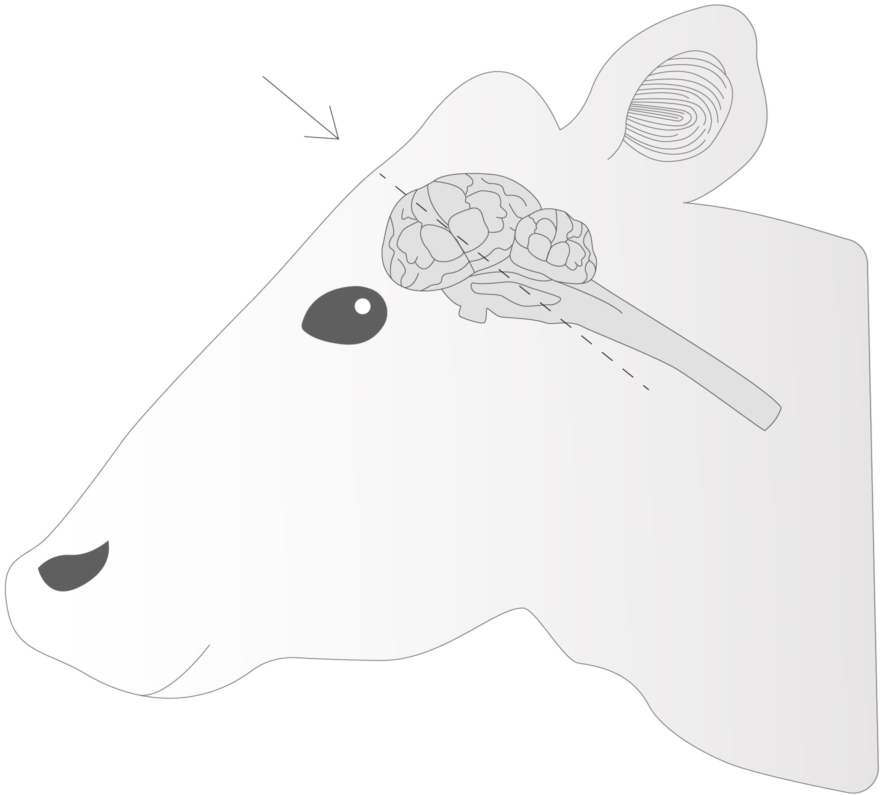 Illustration of a cow's head in profile with an internal view showing the brain. An arrow points to the brain, which is visibly detailed within the head outline. The cow’s eye and ear are also depicted.