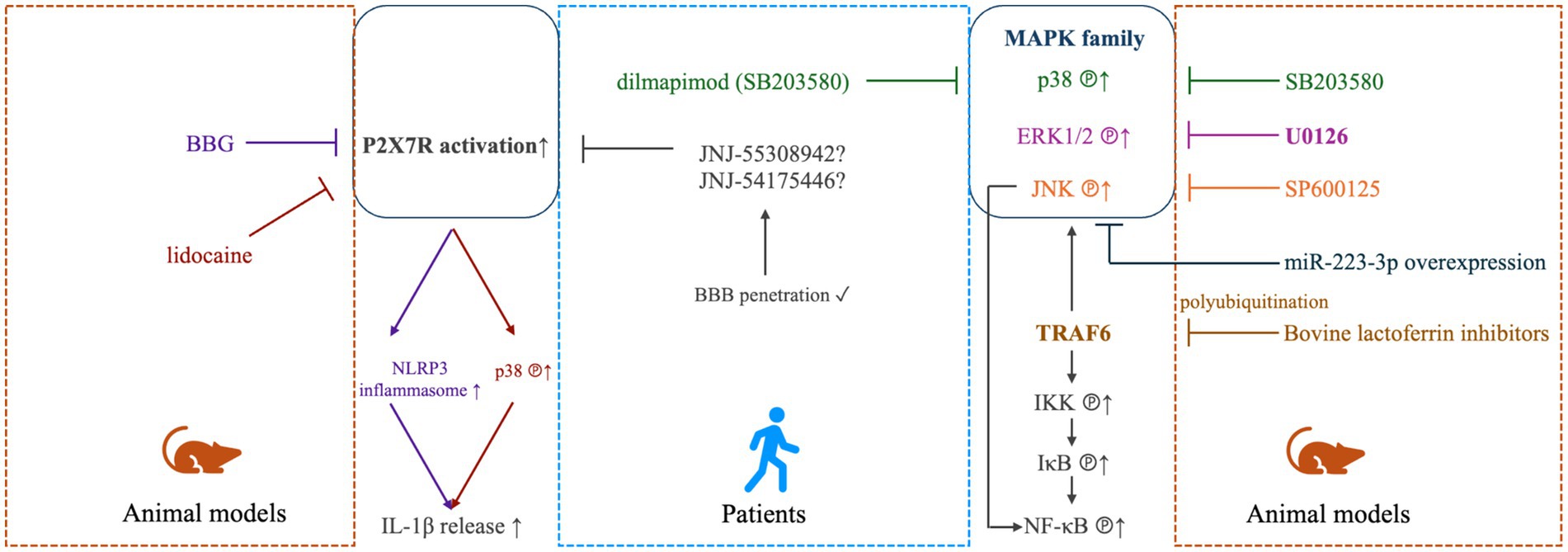 Diagram showing pathways involved in P2X7R activation, NLRP3 inflammasome activity, and MAPK family signaling, with treatments like BBG, lidocaine, dilmapimod, SB203580, U0126, and SP600125. Involves IL-1β release, TRAF6, and bovine lactoferrin inhibitors in animal models and patients.