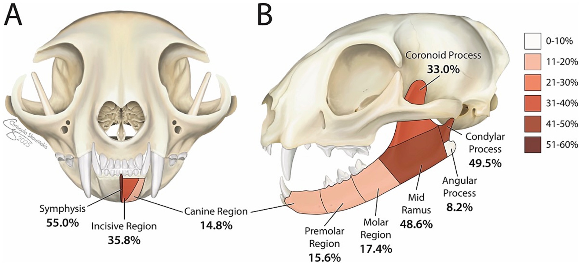 Illustration of a cat skull in two views labeled A and B. A displays a frontal view with highlighted regions: symphysis (55.0%), incisor region (35.8%), and canine region (14.8%). B shows a side view highlighting coronoid process (33.0%), condylar process (49.5%), angular process (8.2%), mid ramus (48.6%), molar region (17.4%), and premolar region (15.6%). A color key indicates percentages ranging from 0-60%.