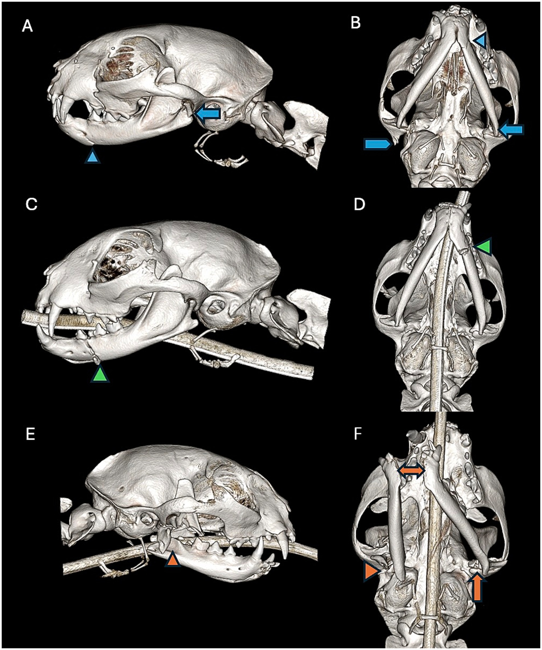 CT scans of a cat skull and cervical spine show different views. Panels A, C, and E display lateral views with markers indicating specific anatomical features. Panels B, D, and F show dorsal views with markers highlighting various structures. The images illustrate the anatomical positioning and alignment of the skull and spine.