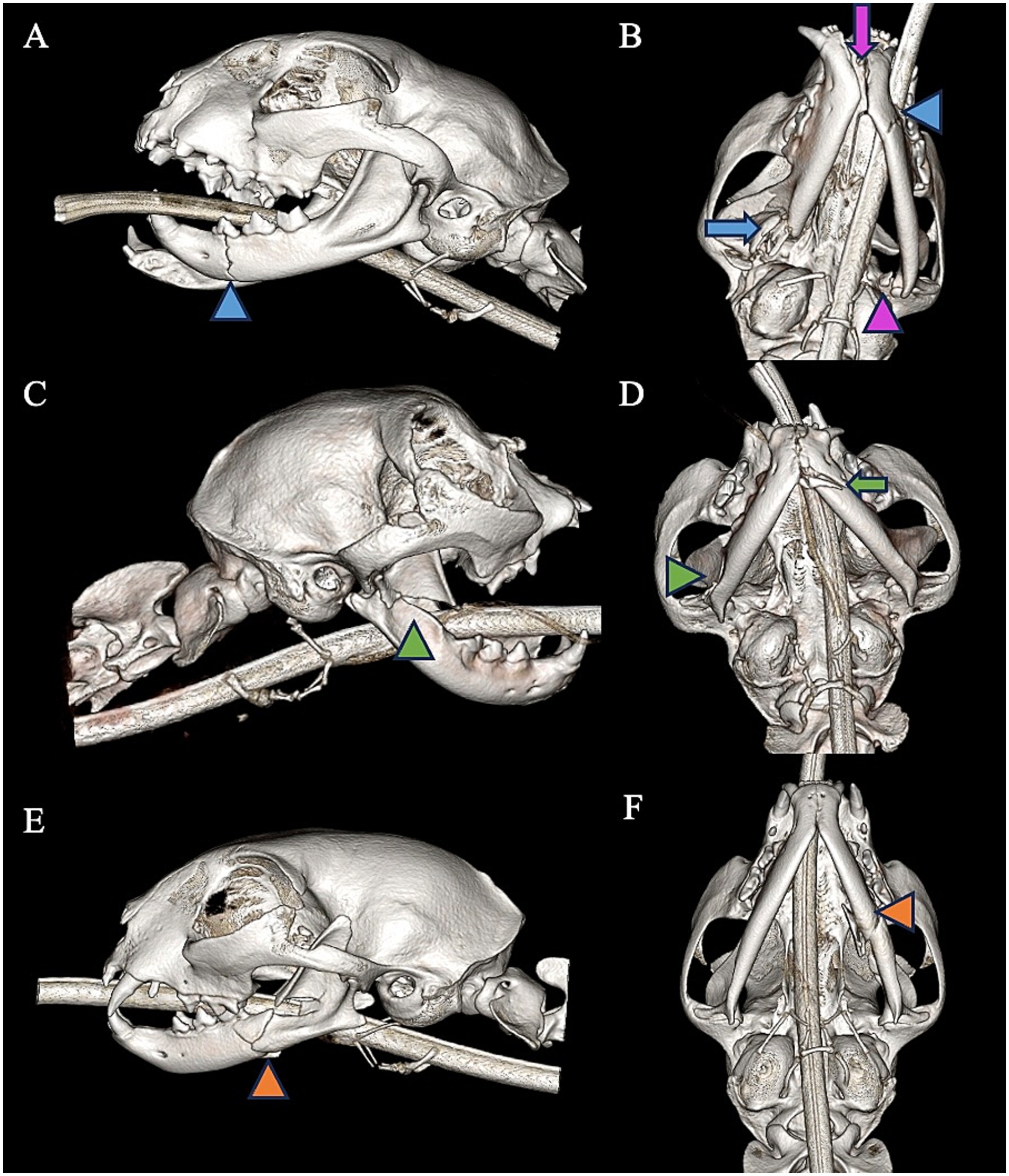 Six-panel image showing CT scans of a cat's head and upper chest. Panels A, C, and E display lateral views, each highlighting a different aspect with colored arrows. Panels B, D, and F provide dorsal views, also using colored arrows for emphasis on specific parts. Each arrow targets anatomical features.