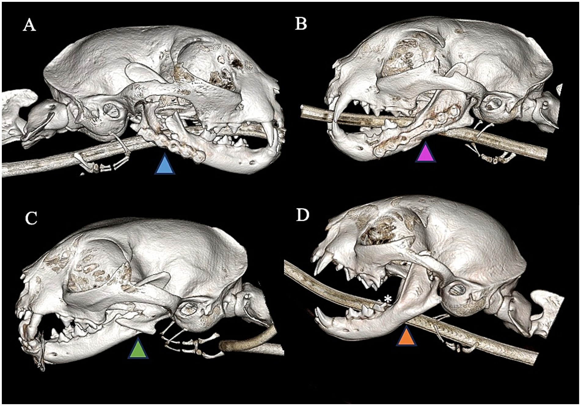Four panels labeled A to D show 3D renderings of a rodent skull biting a metal bar. Each panel displays the skull from different angles, highlighting variations in jaw positioning and bone structure. Triangles of different colors appear below each skull to indicate distinct features.