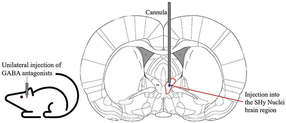 Diagram showing a mouse receiving a unilateral injection of GABA antagonists via a cannula targeting the SHy Nuclei brain region. The image includes a depiction of the mouse and the injection path on a brain section.