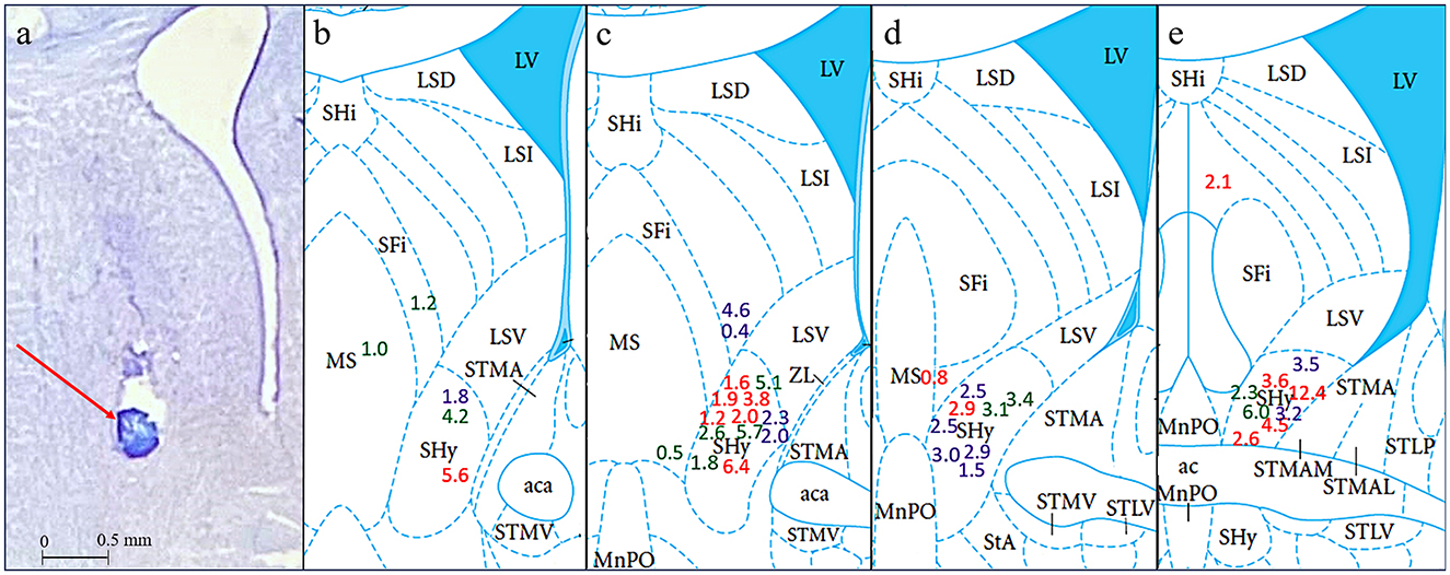 Histological section labeled “a” shows a sample brain section with a red arrow pointing to a blue-stained area, indicating where the injection site is. Panels “b” to “e” display brain brain maps based on the anterior-posterior coordinates of the spread of the drugs, and includes numerical values in various colors showing the individual food intake at 3 hours post-injection.