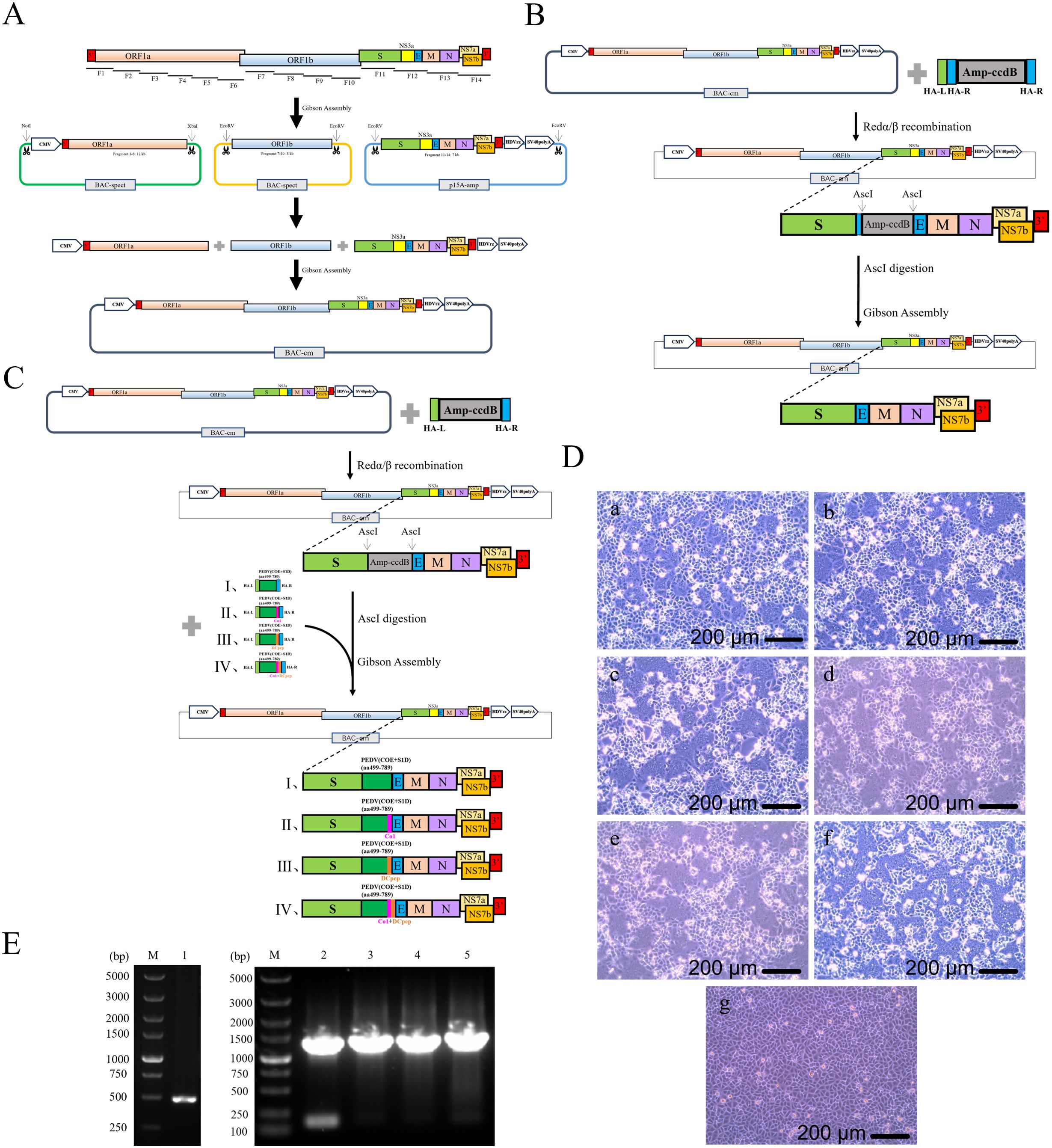Diagram consists of five panels. Panel A: Schematic of ORF1a and ORF1b with assembly pathway including BAC and Gibson assembly. Panel B: Process including Red/phi recombination and AscI digestion with Gibson assembly. Panel C: Detailed steps of Red/phi recombination with labeled segments for duplication. Panel D: Microscopy images (a-g) showing cell cultures at 200 micrometers scale, illustrating various cellular conditions. Panel E: Gel electrophoresis results showing bands from DNA analysis, including control and experimental lanes.