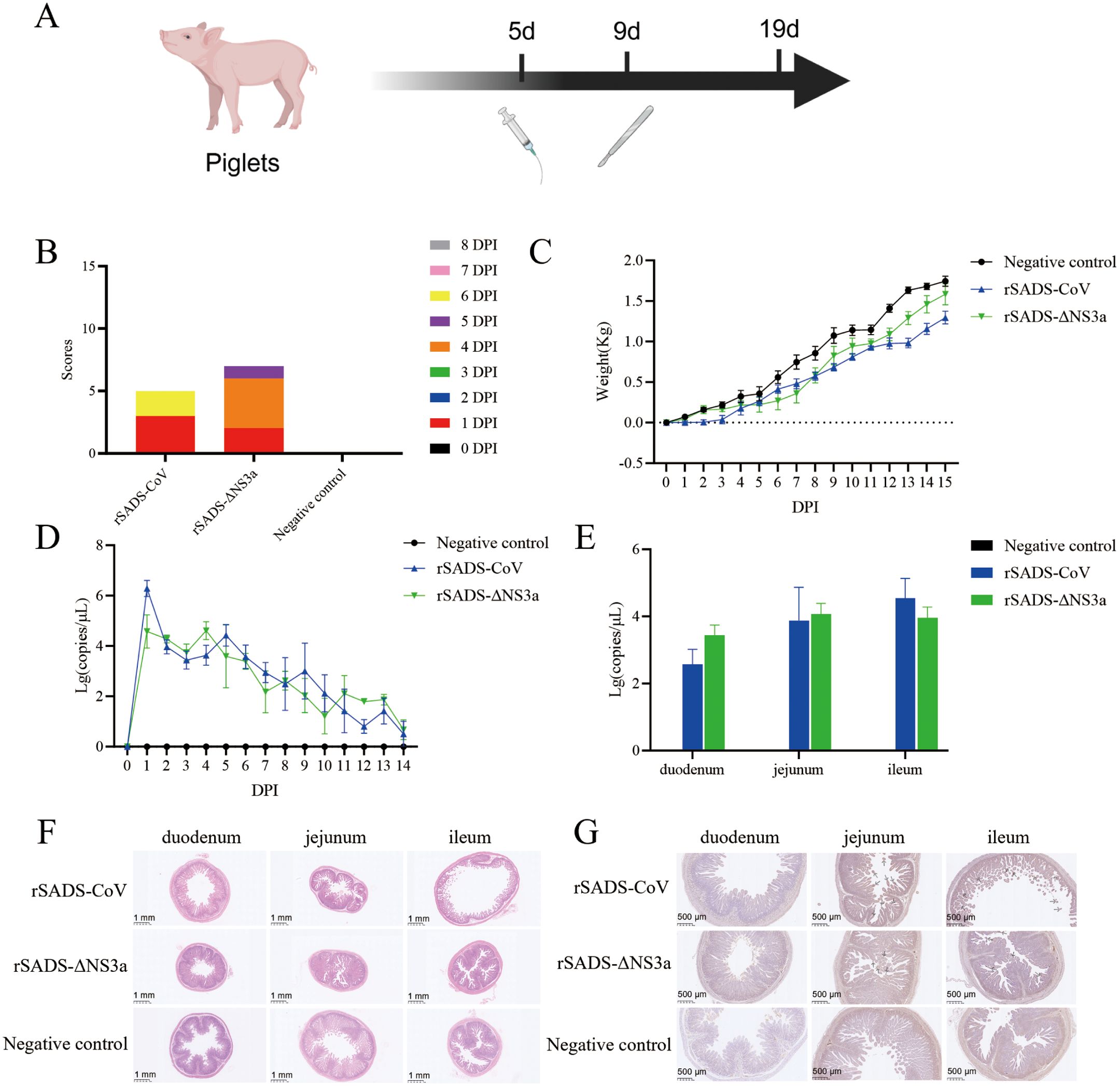 Diagram and graphs illustrating an experiment involving piglets and rSADS-CoV and rSADS-ΔNS3a treatments. A: Timeline shows treatment schedule at five, nine, and nineteen days. B: Bar graph displays scores for various days post-infection (DPI). C: Line graph shows piglet weight change over 15 days, comparing negative control, rSADS-CoV, and rSADS-ΔNS3a groups. D: Line graph depicts logarithmic decrease in viral genome copies over time. E: Bar graph compares virus levels in duodenum, jejunum, and ileum. F and G: Microscopic cross-sections of piglet intestinal tissues, showing variations between treatment groups.