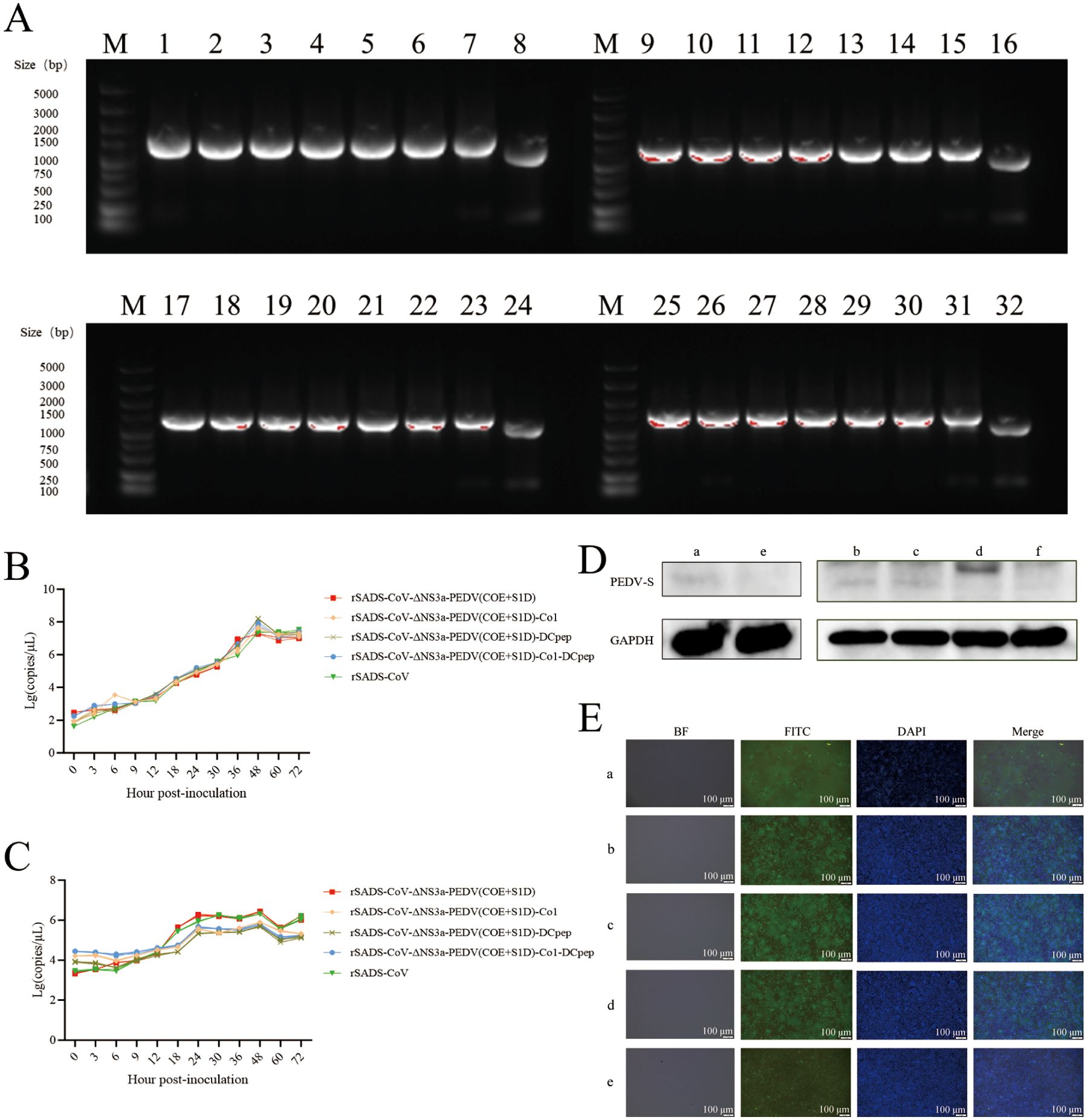 Panel A displays gel electrophoresis results with various sample lanes. Panel B and C are line graphs showing viral copy numbers over time post-inoculation for different conditions. Panel D presents Western blot results for PEDV-S and GAPDH proteins across six samples. Panel E shows cell images under different staining and light conditions, labeled a to e, with images for bright field, FITC, DAPI, and merged views. The scale bar represents 100 micrometers.