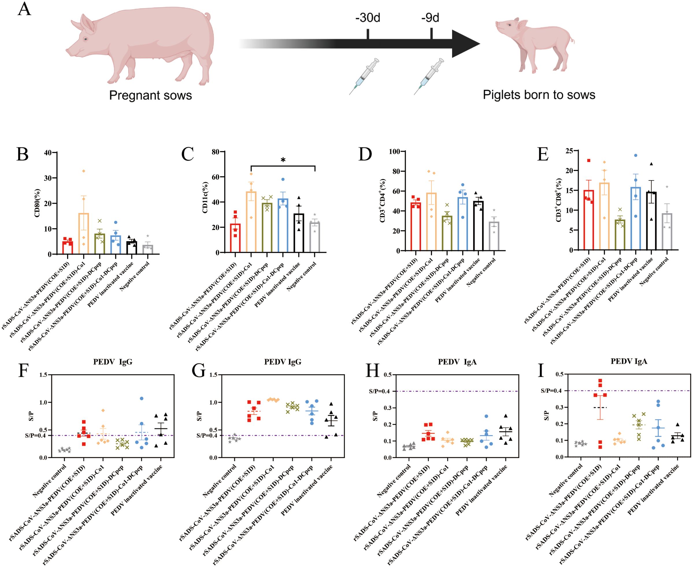 Illustration showing a timeline for vaccinating pregnant sows, with injections at thirty and nine days before piglets are born. Below, graphs display various immunological data. Graphs B, C, D, and E show percentages of CD8, CD11c, CD3+ CD4+, and CD3+ CD8+ cells, respectively, across different vaccine groups and a negative control. Graphs F, G, H, and I present IgG and IgA levels against PEDV, measured by S/P ratios, compare vaccinated groups against a control group. Data reflects immunological response variations among different treatments.