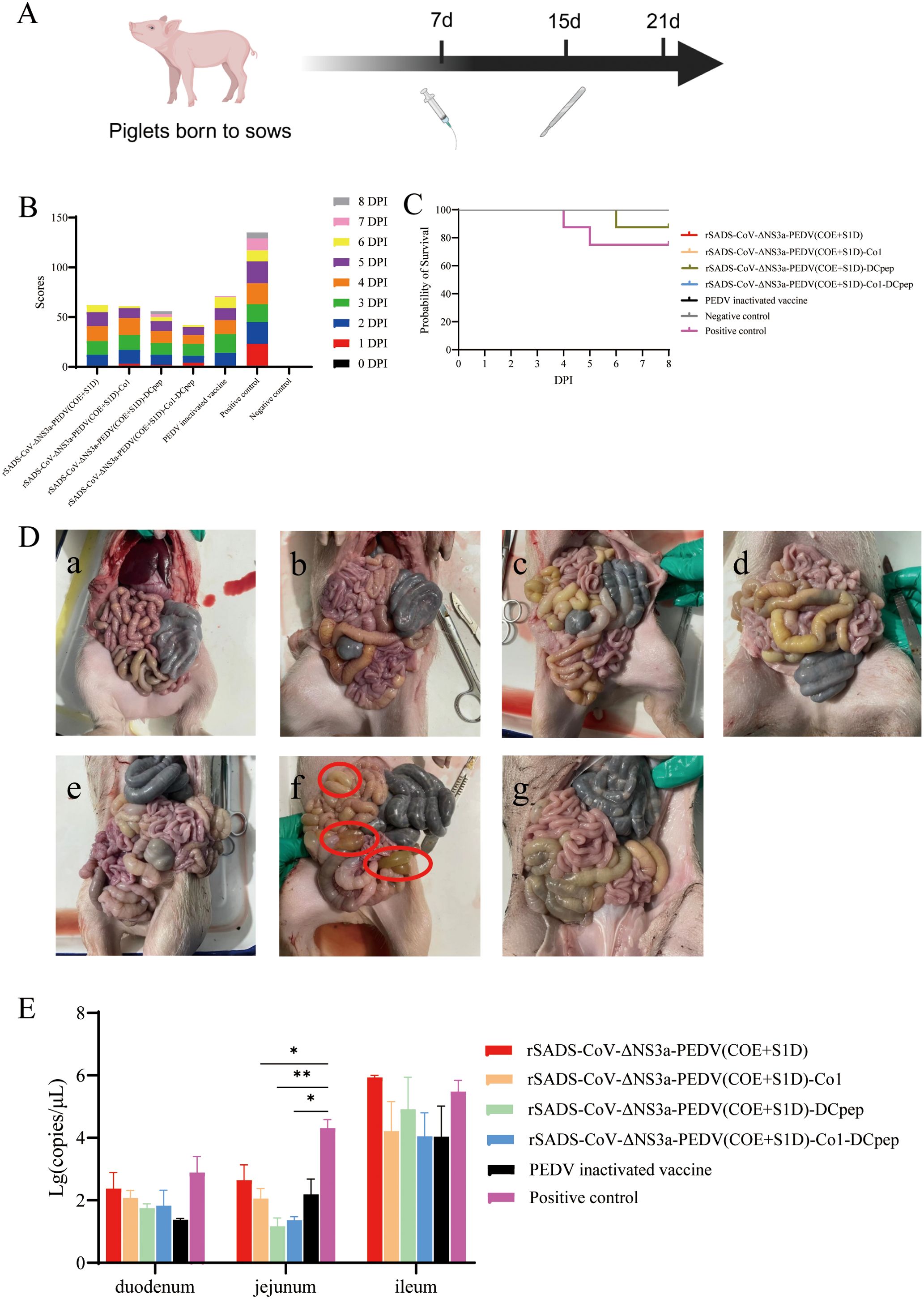Diagram and photos related to a study on piglet infections. Section A depicts a timeline with illustrations associated with inoculation and sampling. Section B shows a bar chart of scores over days post-infection (DPI) for different treatments. Section C presents a survival probability curve contrasting treatments over time. Section D includes photos of piglet intestines at various DPIs, highlighting different conditions and lesions, with circles in image f. Section E provides a bar graph comparing viral copies in different intestines segments for varied treatments.