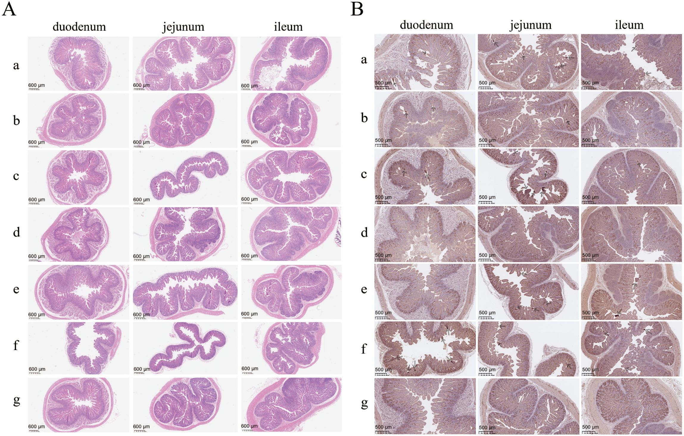Histological comparison of intestinal sections. Panel A shows hematoxylin and eosin stained sections of the duodenum, jejunum, and ileum, labeled from a to g. Panel B presents corresponding sections with immunohistochemical staining, highlighting various structures. Each section is magnified to show detailed tissue architecture at specified scales.