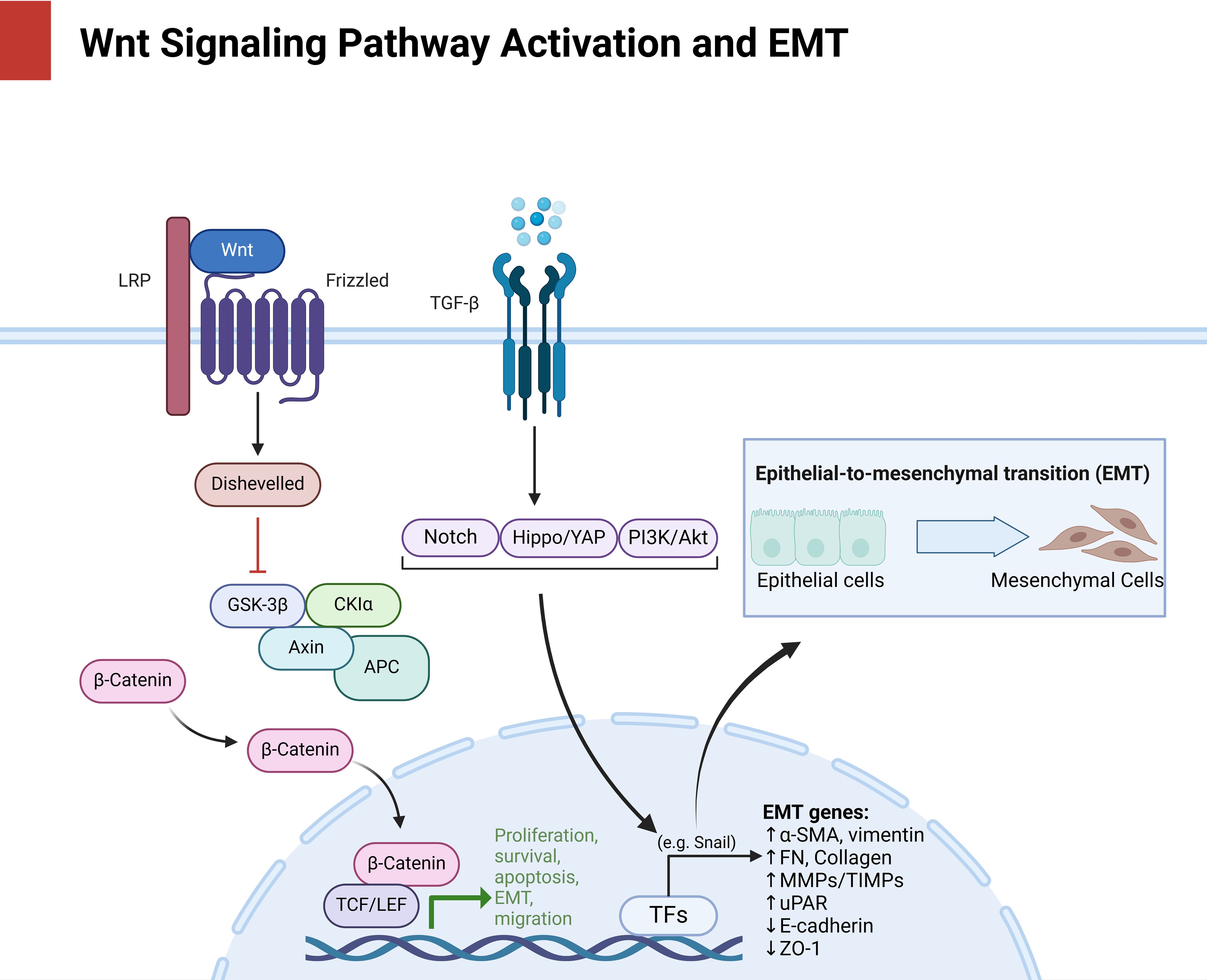 Illustration of the Wnt signaling pathway activation and epithelial-to-mesenchymal transition (EMT). It shows Wnt interacting with LRP and Frizzled receptors, activating Dishevelled, which inhibits the GSK-3β complex, leading to β-catenin accumulation. β-catenin enters the nucleus affecting proliferation, survival, EMT, and migration by interacting with TCF/LEF. It also shows alternative signaling pathways like Notch, Hippo/YAP, and PI3K/Akt, influencing EMT. A boxed diagram indicates the transition from epithelial to mesenchymal cells along with associated gene expressions such as changes in α-SMA, vimentin, and E-cadherin.