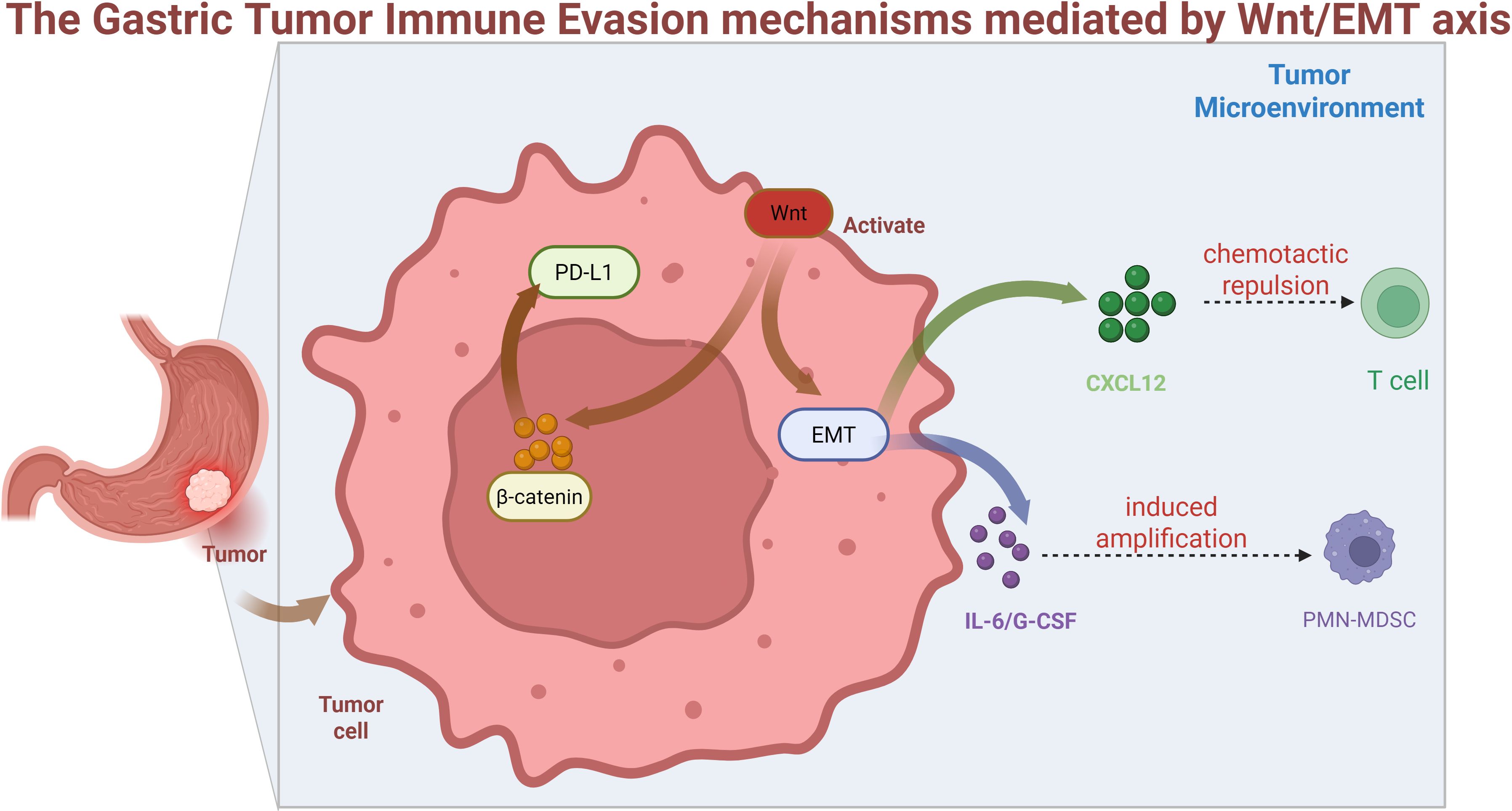Diagram illustrating gastric tumor immune evasion via Wnt/EMT axis. A tumor activates Wnt, leading to EMT and β-catenin production. This process upregulates PD-L1 and releases CXCL12, causing T cell repulsion. EMT also induces IL-6/G-CSF, amplifying PMN-MDSC production. The graphic shows a tumor in the stomach transitioning to a tumor cell in a microenvironment.