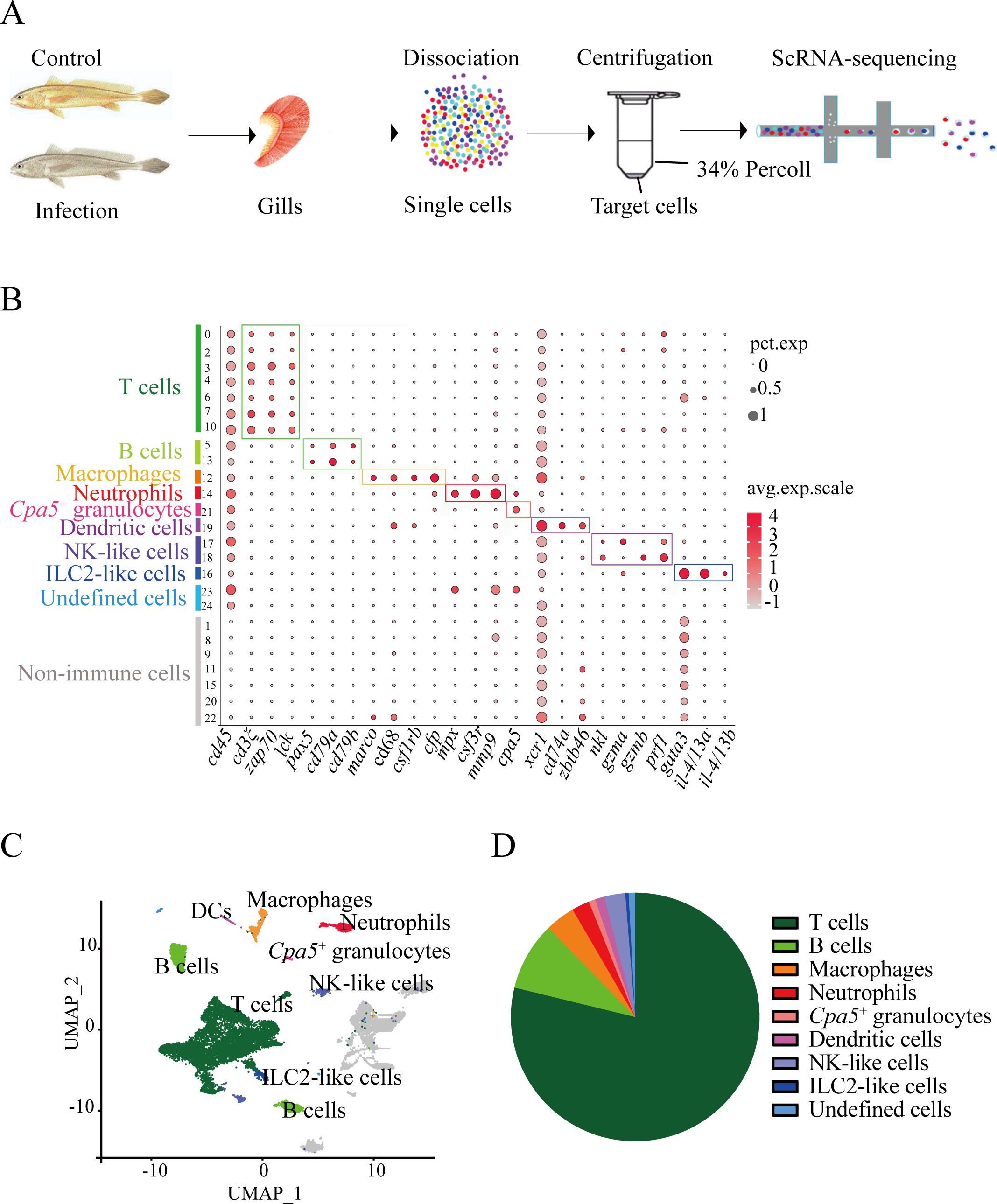 A four-panel image illustrates a scientific workflow and data. Panel A shows a sequence from fish gills to single cells, ending with ScRNA-sequencing. Panel B is a dot plot depicting the expression of various immune and non-immune cell types. Panel C is a UMAP plot displaying a distribution of identified cell types, including T cells and macrophages. Panel D is a pie chart representing the proportion of each cell type, with T cells being the largest segment.