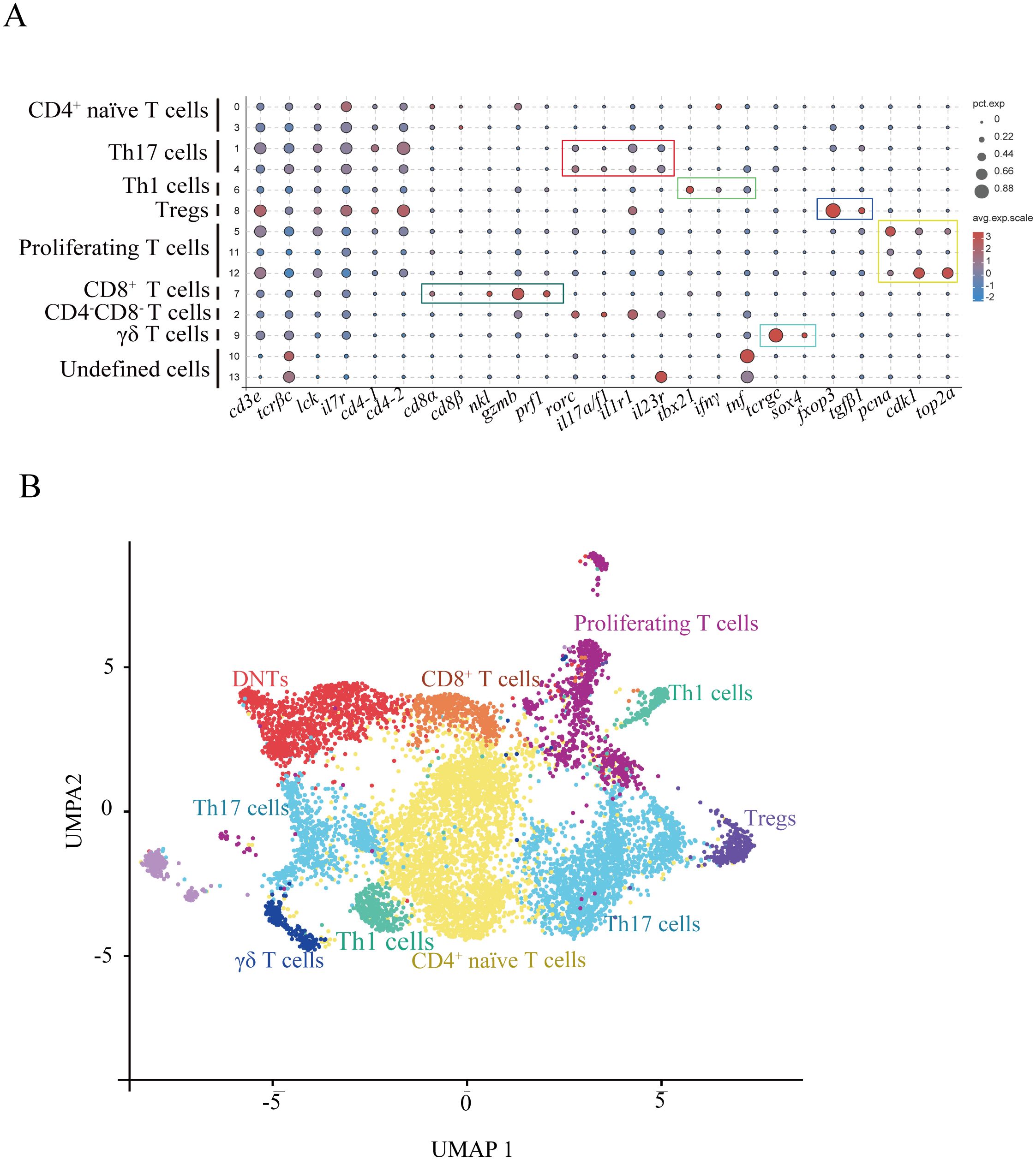 A) Dot plot showing gene expression across different T cell types, with rows representing cell types like CD4⁺ naive T cells and columns showing genes. Dot size and color indicate expression levels and percentage. B) UMAP plot depicting clusters of T cell types based on gene expression, including CD8⁺ T cells and Th17 cells. Different colors represent distinct T cell types distributed along UMAP1 and UMAP2 axes.