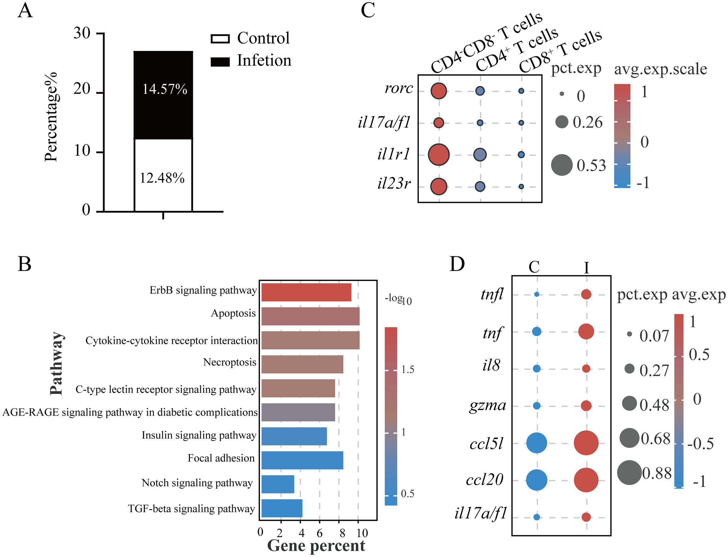 Image contains four panels labeled A, B, C, and D. Panel A: A bar graph showing percentages for “Control” and “Infection,” with values of 12.48% and 14.57%, respectively. Panel B: A horizontal bar chart displaying gene percent pathways such as ErbB signaling and apoptosis. Panel C: A dot plot comparing gene expression levels in different T cell types, using color and size scales. Panel D: A dot plot visualizing gene expression differences between conditions C and I, with a color and size key for expression levels.