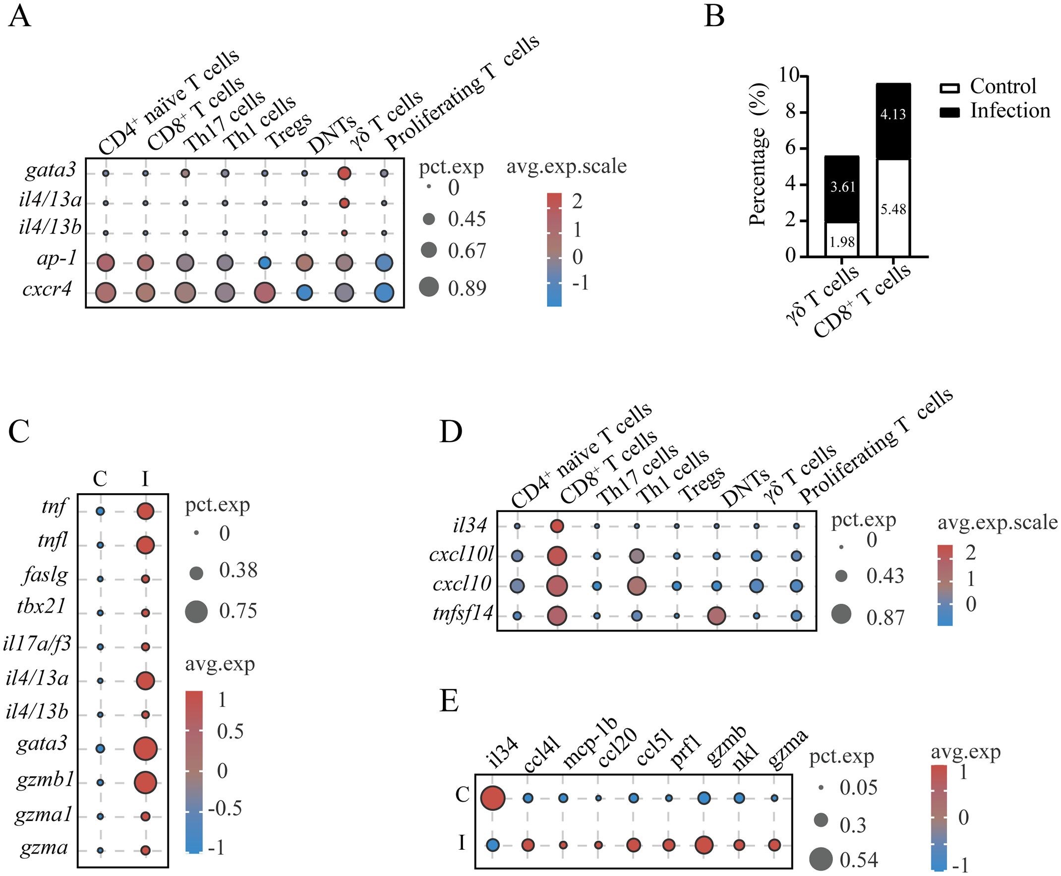Panel A displays a dot plot of gene expression in various T cell types, with circle size indicating the percentage of cells and color representing expression levels. Panel B shows a bar graph comparing the percentage of γδ T cells and CD8+ T cells under control and infection conditions. Panels C, D, and E present dot plots of gene expression across conditions and cell types, with similar visual encoding as Panel A. Each figure highlights specific gene markers and their expression differences.
