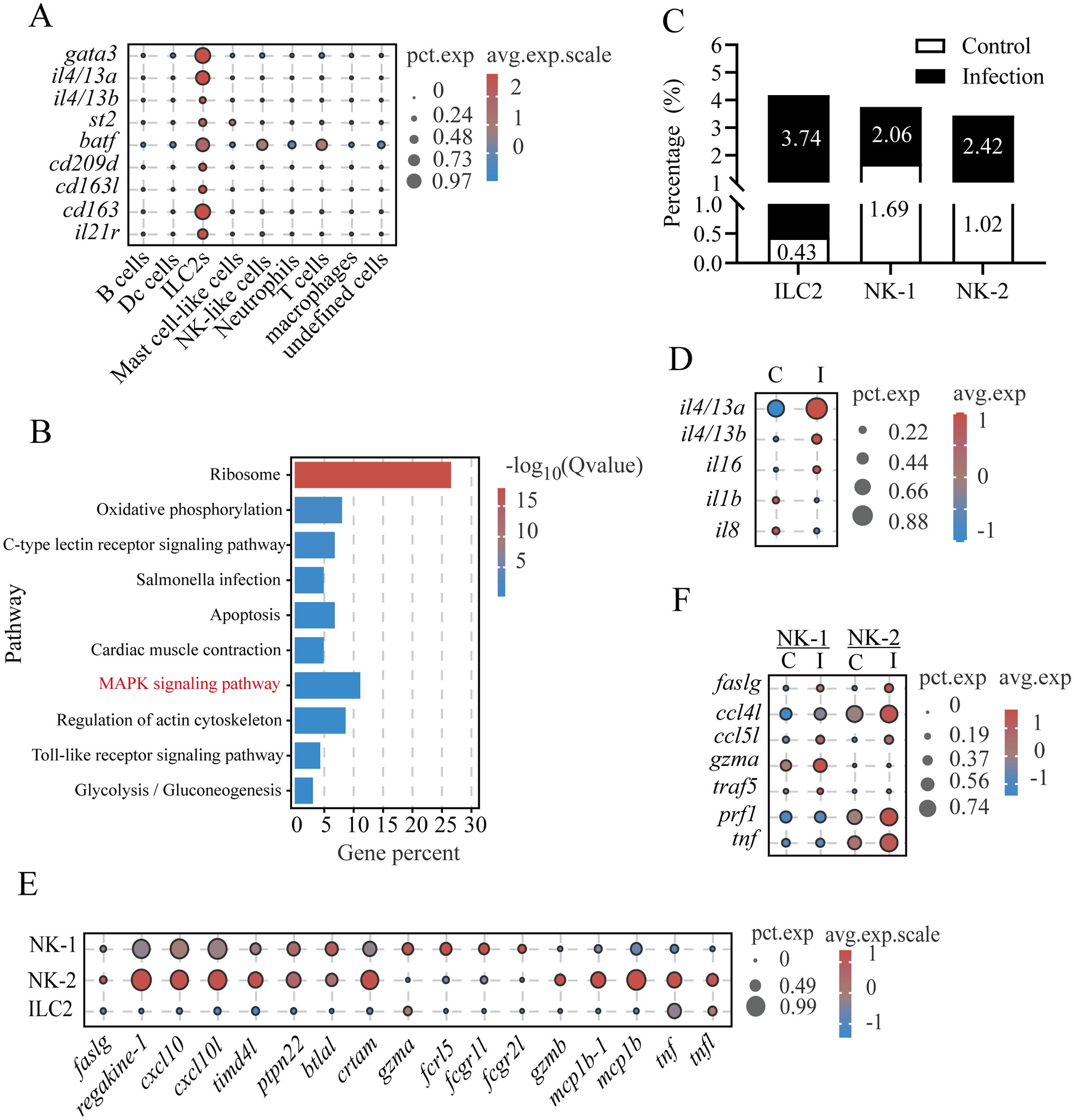 Figure containing six panels with gene expression and data analysis visualizations: A) Dot plot showing expression levels of genes across different immune cell types. B) Bar graph displaying pathways and their significance levels, highlighting the ribosome and MAPK signaling pathway. C) Bar chart comparing ILC2, NK-1, and NK-2 cell percentages between control and infection conditions. D) Dot plot illustrating gene expression in control versus infection scenarios. E) Dot plot with expression data for different genes across NK-1, NK-2, and ILC2 cells. F) Dot plot showing expression of specific genes in NK-1 and NK-2 cells under control and infection conditions.