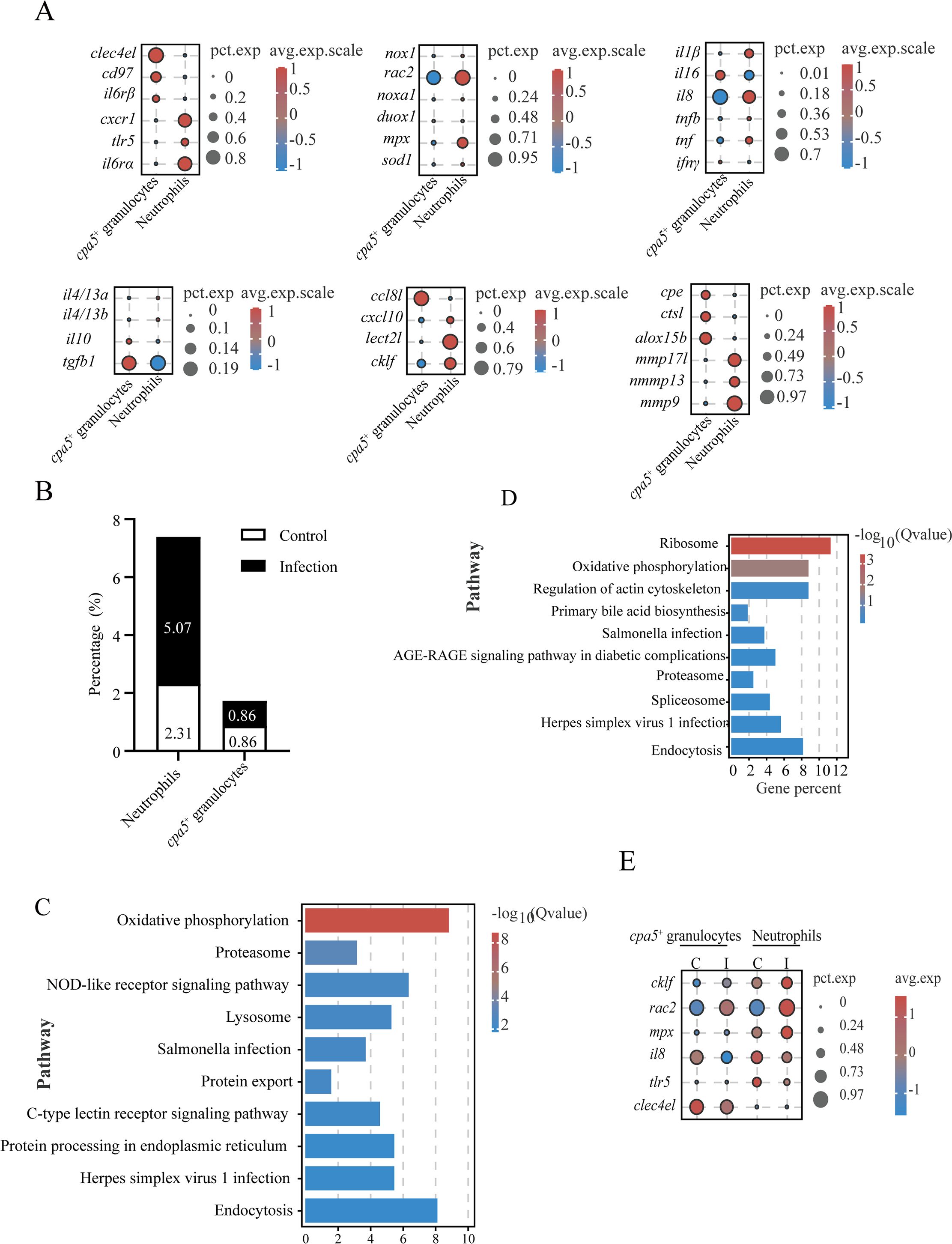 Panel A shows dot plots comparing gene expression levels in cpa5+ granulocytes and neutrophils, with gene names and expression scales. Panel B displays a bar graph indicating the percentage of neutrophils and cpa5- granulocytes in control and infection groups. Panel C presents a bar chart listing pathways like oxidative phosphorylation and proteasome by Q-value. Panel D features a similar chart for different pathways. Panel E provides a dot plot of selected genes comparing expression in cpa5+ granulocytes and neutrophils, noting the pct.exp and avg.exp values.