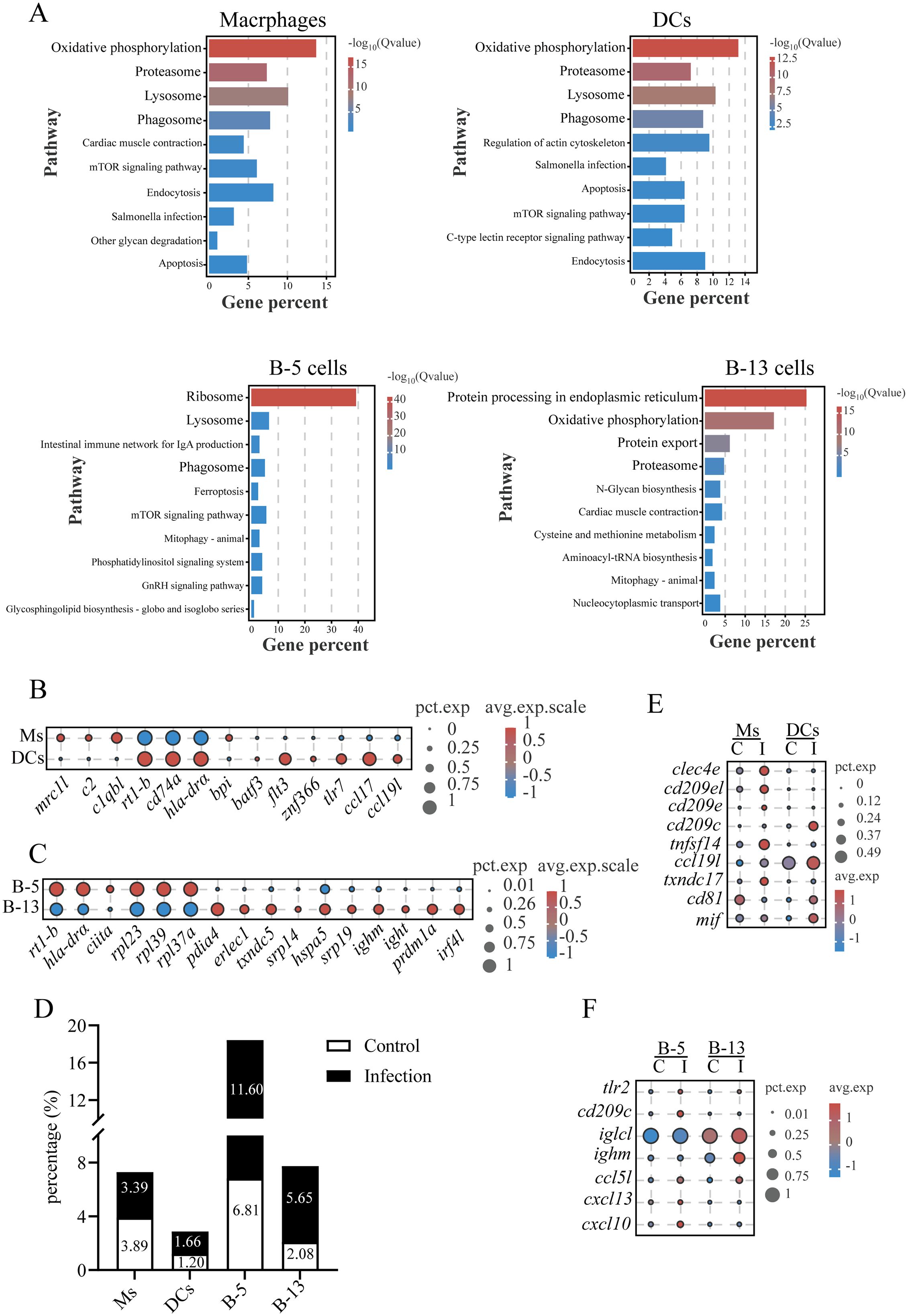 Grouped data visualization showing gene expression and pathway analysis. Panel A displays bar graphs for gene pathways in macrophages, DCs, B-5 cells, and B-13 cells, highlighting pathways like phagosome and lysosome. Panels B and C show dot plots illustrating gene expression levels in macrophages versus DCs, and B-5 cells versus B-13 cells, using color and size to represent average expression scale and percentage expression. Panel D contains a bar chart comparing infection and control percentages across cell types. Panels E and F feature additional dot plots for specific genes in various conditions indicated by control and infection.