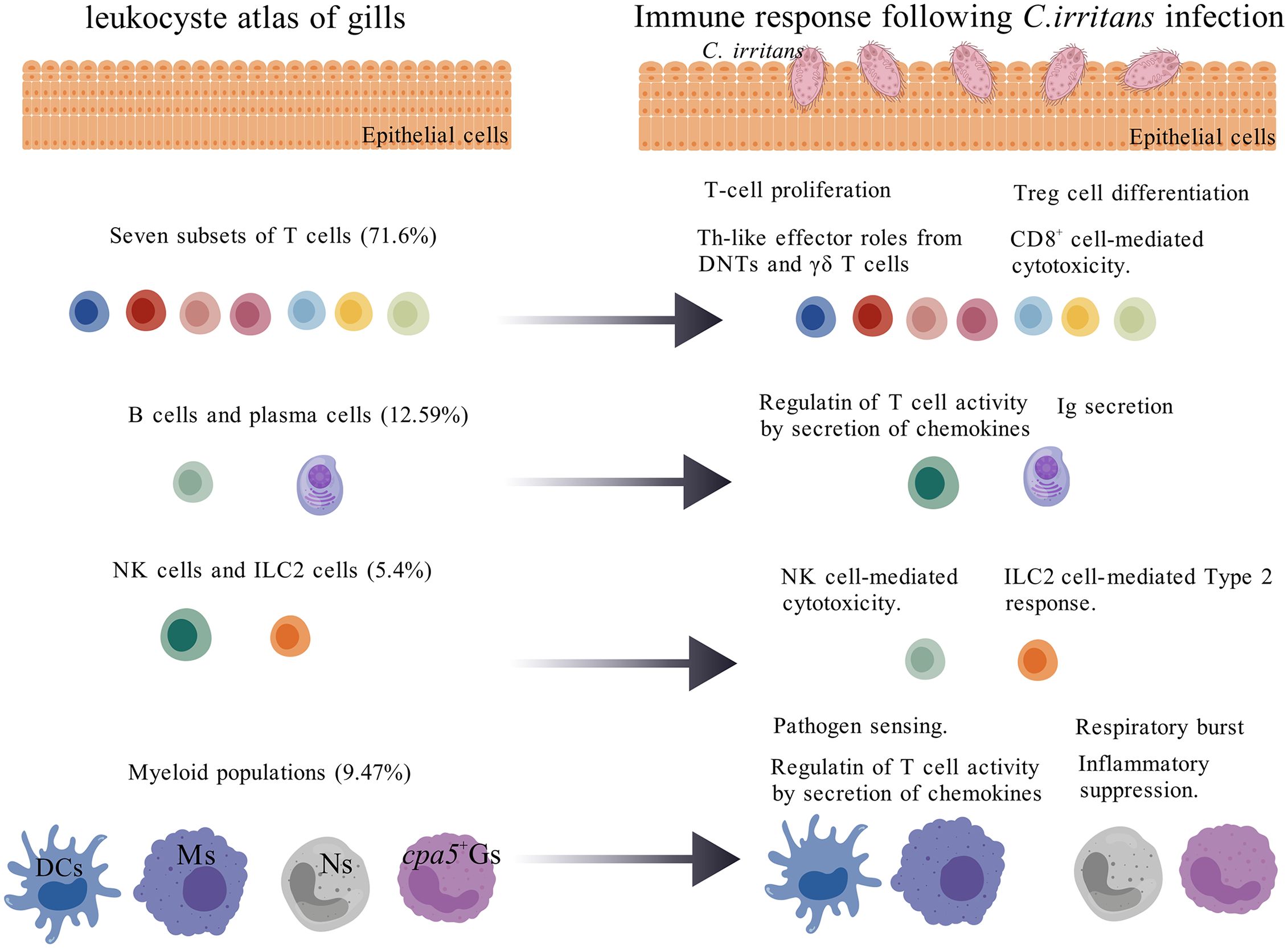 Leukocyte atlas of gills shows subsets of immune cells with percentages: T cells (71.6%), B and plasma cells (12.59%), NK and ILC2 cells (5.4%), and myeloid populations (9.47%). Following C. irritans infection, the image illustrates immune responses: T-cell proliferation, Th-like effector roles, CD8+ cytotoxicity, Treg differentiation, Ig secretion, NK cell cytotoxicity, and ILC2 response. Myeloid cells participate in pathogen sensing, respiratory bursts, chemokine secretion, and inflammatory suppression.