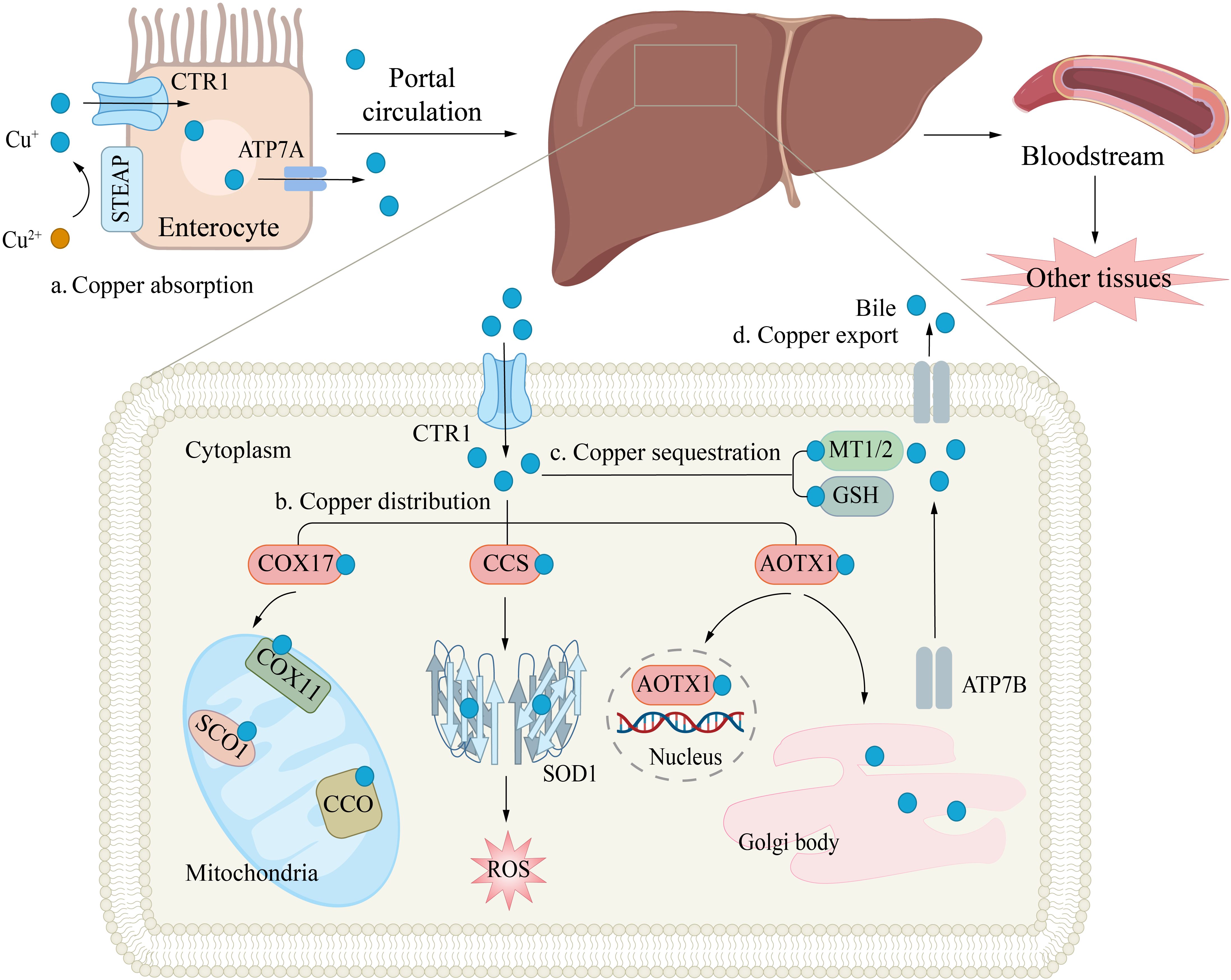 Diagram illustrating copper metabolism in human biology. Copper ions (Cu⁺, Cu²⁺) are absorbed by enterocytes via CTR1 and STEAP. In the liver, copper is distributed for various functions like mitochondrial activity and SOD1 process, involving proteins COX17, CCS, SCO1, and AOTX1. Copper sequestration occurs with MT1/2 and GSH. Export is facilitated by ATP7B to bile or released into the bloodstream. The process involves portal circulation and affects other tissues.