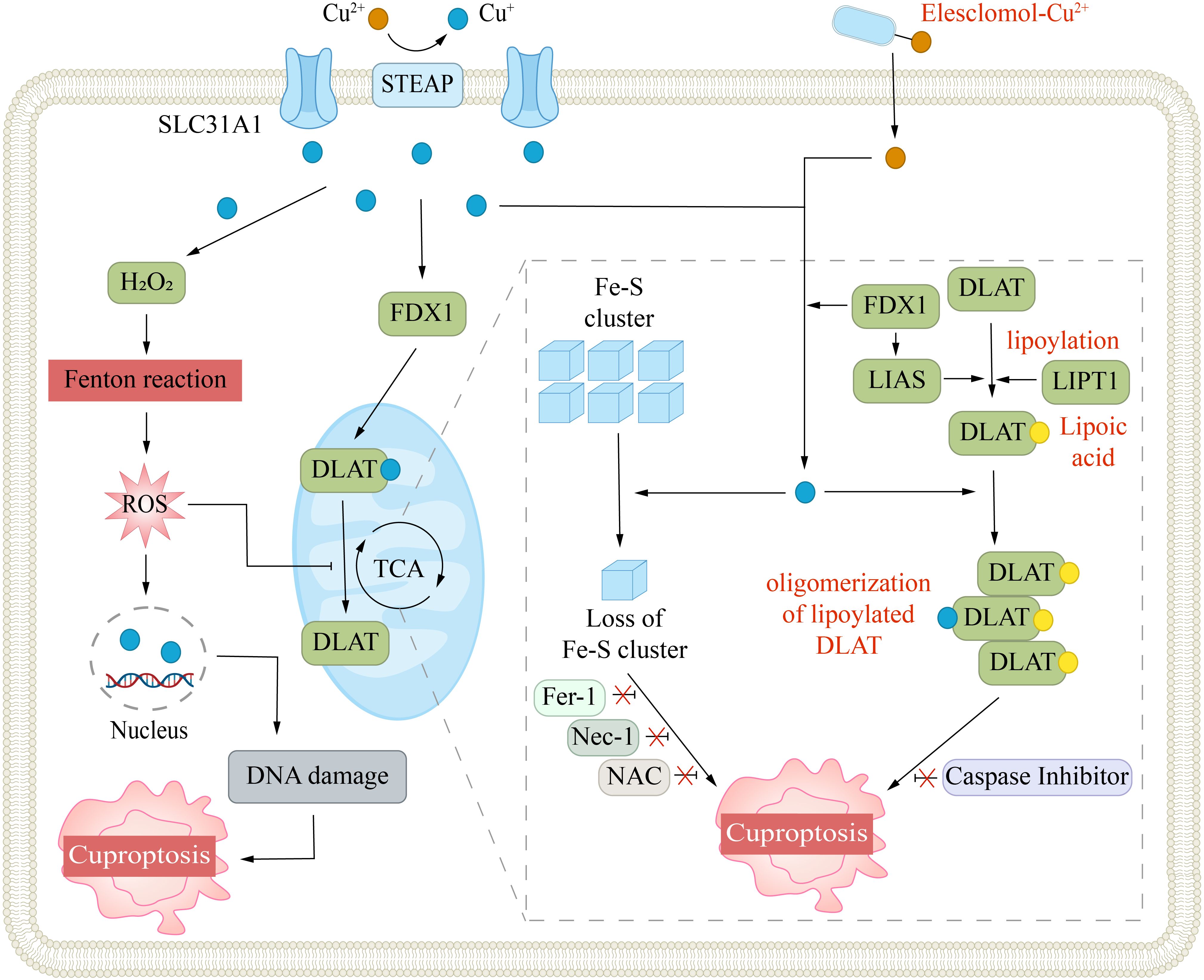 Illustration depicting the biochemical process leading to cuproptosis. The process involves the transport of copper ions (Cu\(^2+\), Cu\(^+\)) via the SLC31A1 and STEAP proteins, generating reactive oxygen species (ROS) through the Fenton reaction, leading to DNA damage and cell death. The diagram also shows the role of proteins such as FDX1, DLAT, and the TCA cycle, along with the regulation of lipoylation and Fe-S cluster loss. Inhibitors like Fer-1, Nec-1, NAC, and Caspase Inhibitor are noted to affect cuproptosis, indicated by crossed-out lines.