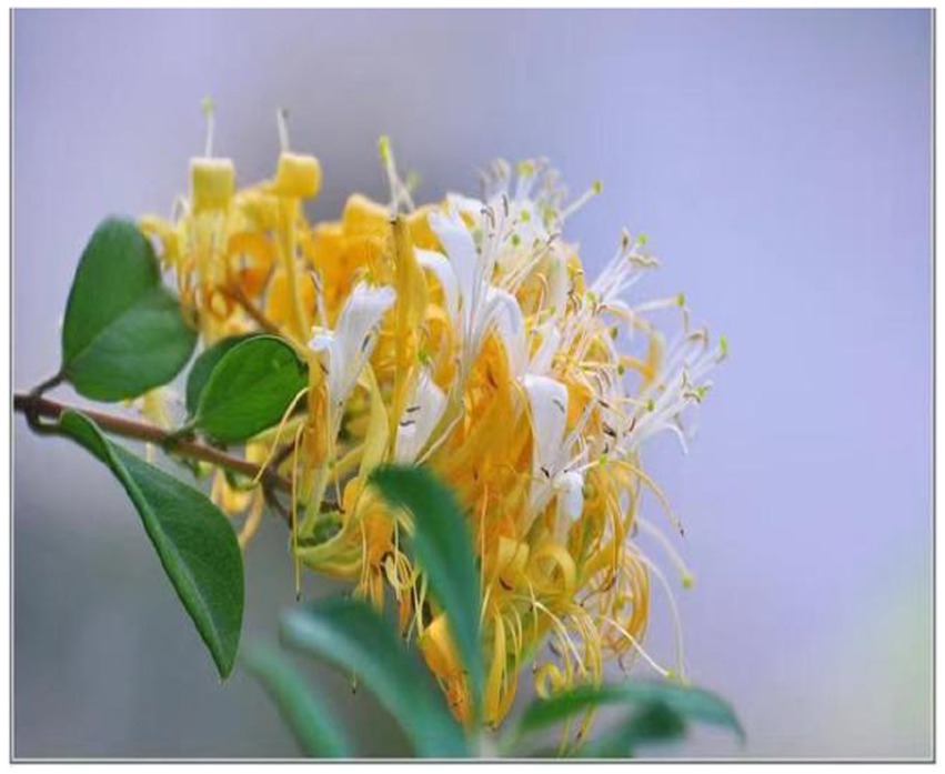 Close-up of a honeysuckle flower with vibrant yellow and white blossoms. The petals are delicately intertwined, and green leaves surround the flower against a blurred, light background.