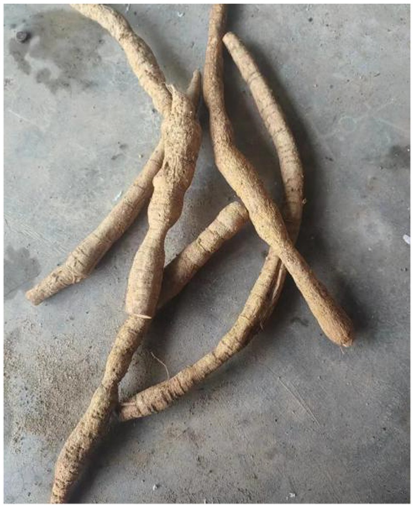 Several long, twisted roots with rough, brown exterior surfaces are lying on a concrete floor. They vary in thickness and length, showing a natural, uneven texture.
