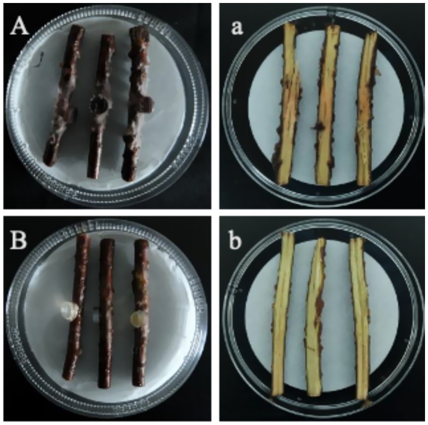Four images labeled A, a, B, and b show three dark, cylindrical objects on petri dishes with white backgrounds. Images A and B show intact objects, while images a and b show the objects split lengthwise, revealing a lighter interior.