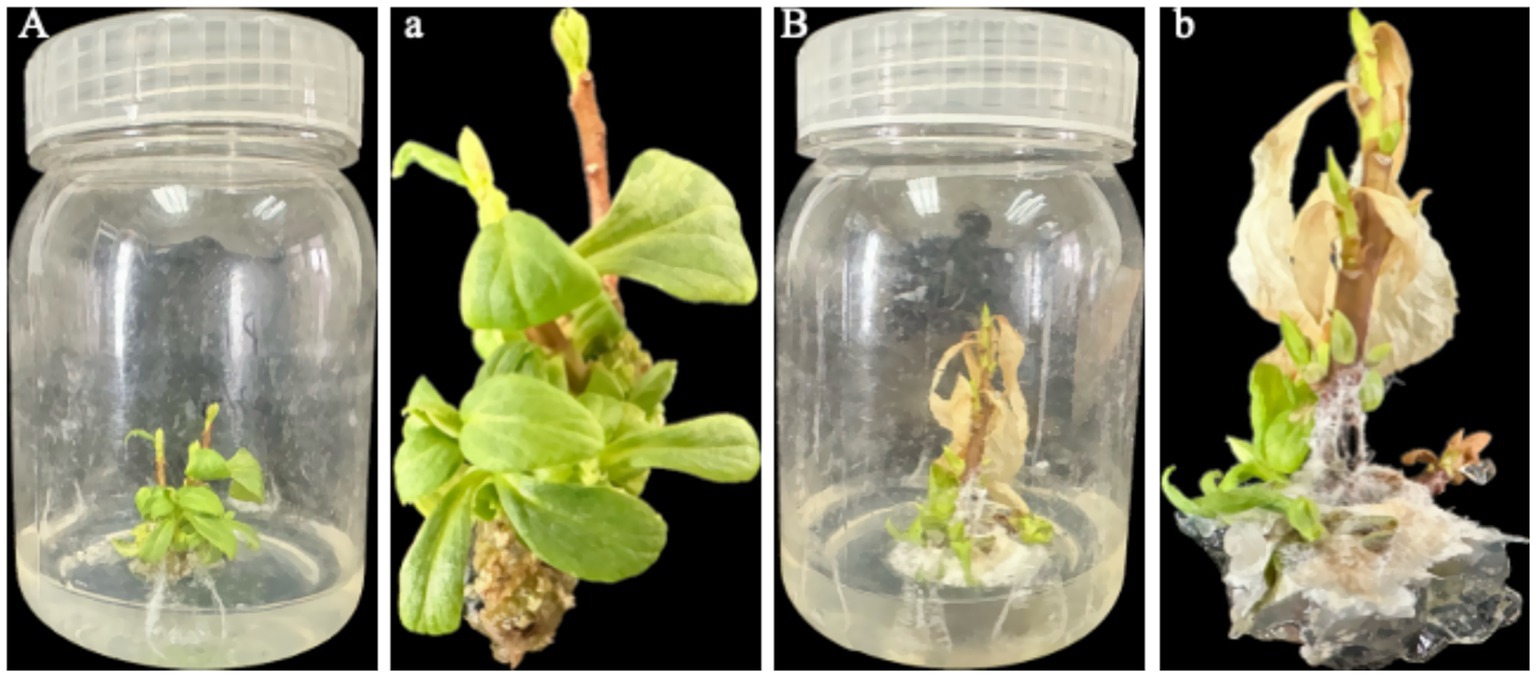 Culture containers labeled A and B with plantlets show contrasting growth conditions. Container A displays a vibrant green plantlet, while container B shows a plantlet with browning leaves, indicating poor growth.