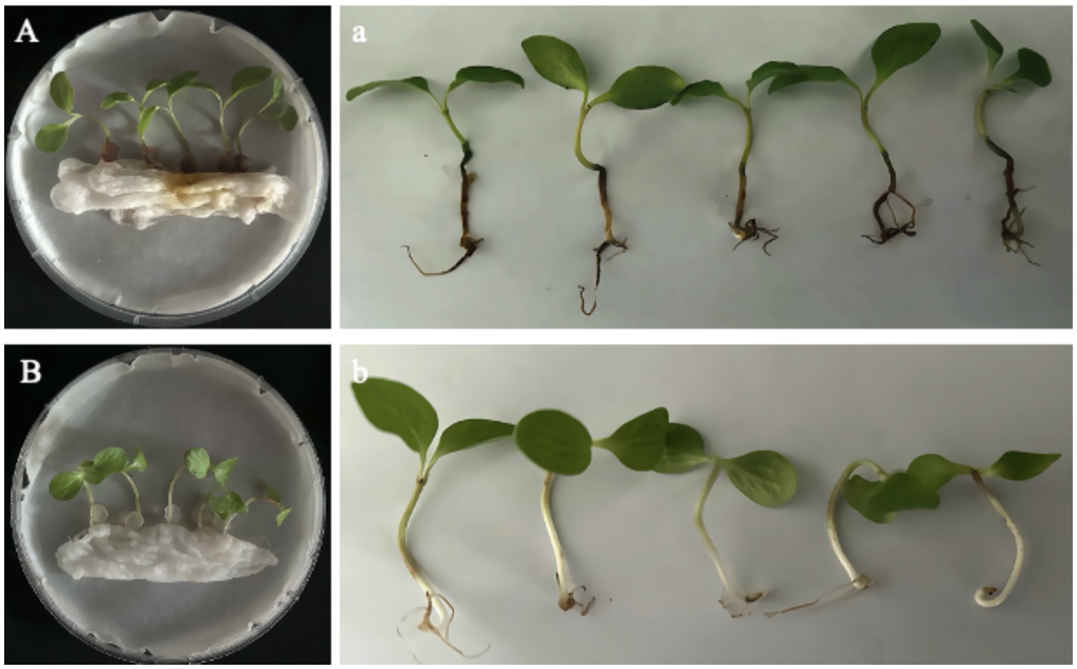 Comparison of plant seedlings grown in petri dishes. Image A shows several seedlings with varying stem lengths and leaf sizes growing from a cotton medium. Image B shows similar seedlings with slightly more developed leaves and stems. Both images emphasize seedling growth stages.