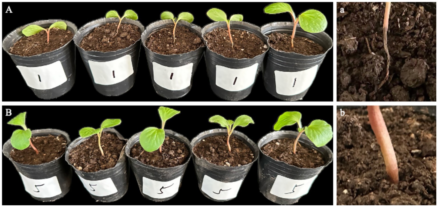 Group of images depicting seedlings in pots. Panel A shows five pots labeled